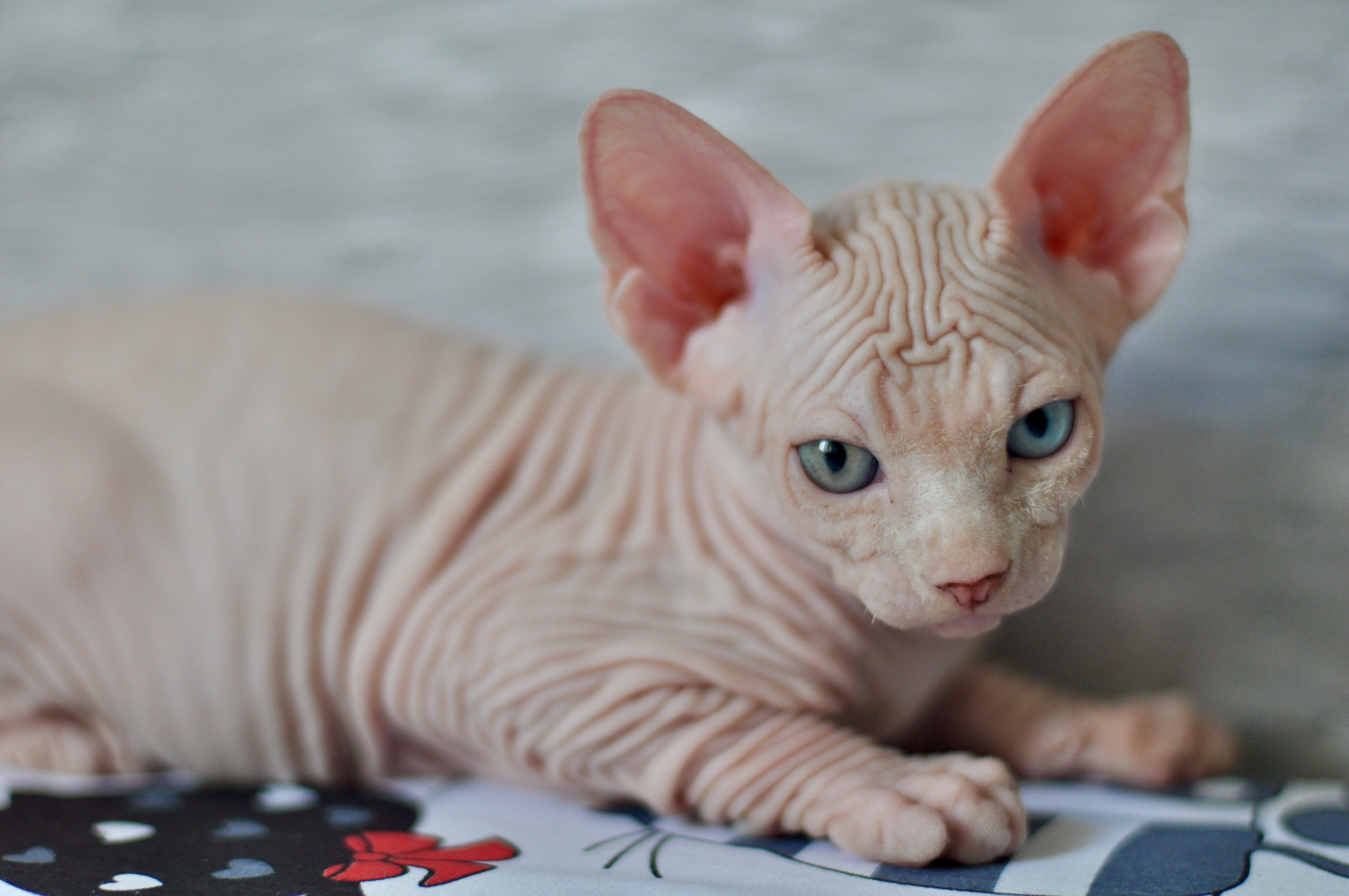 BISMARK (♂), color — White odd eyed (w63) — Resident of the Cattery. Εκτροφείο γάτες Σφίγγα στην Λεμεσό, Κύπρος