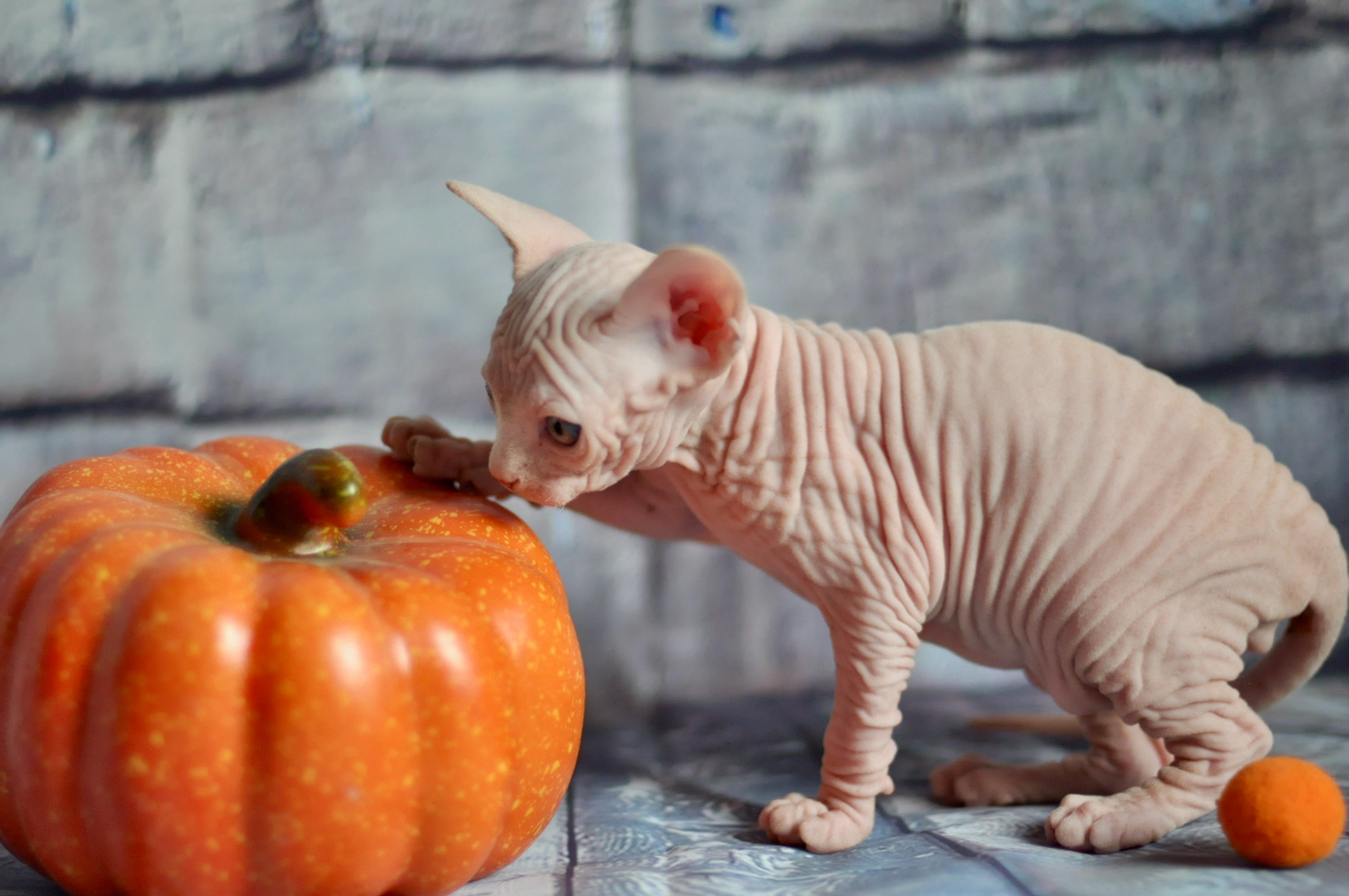 Sphynx kittens UK, Sphynx kittens United Kingdom, Sphynx kittens GB, Sphynx kittens Great Britain, Sphynx kittens London, Sphynx UK, Sphynx United Kingdom, Sphynx GB, Sphynx Great Britain, Sphynx London