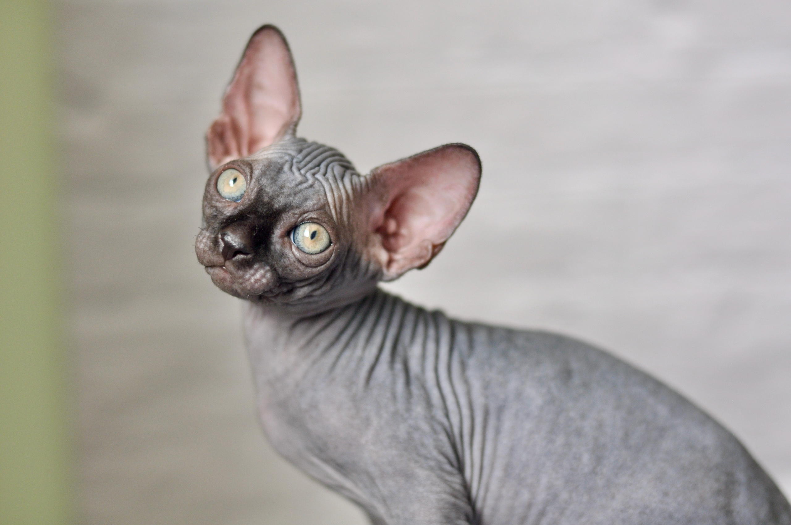 Sphynx kittens UK, Sphynx kittens United Kingdom, Sphynx kittens GB, Sphynx kittens Great Britain, Sphynx kittens London, Sphynx UK, Sphynx United Kingdom, Sphynx GB, Sphynx Great Britain, Sphynx London