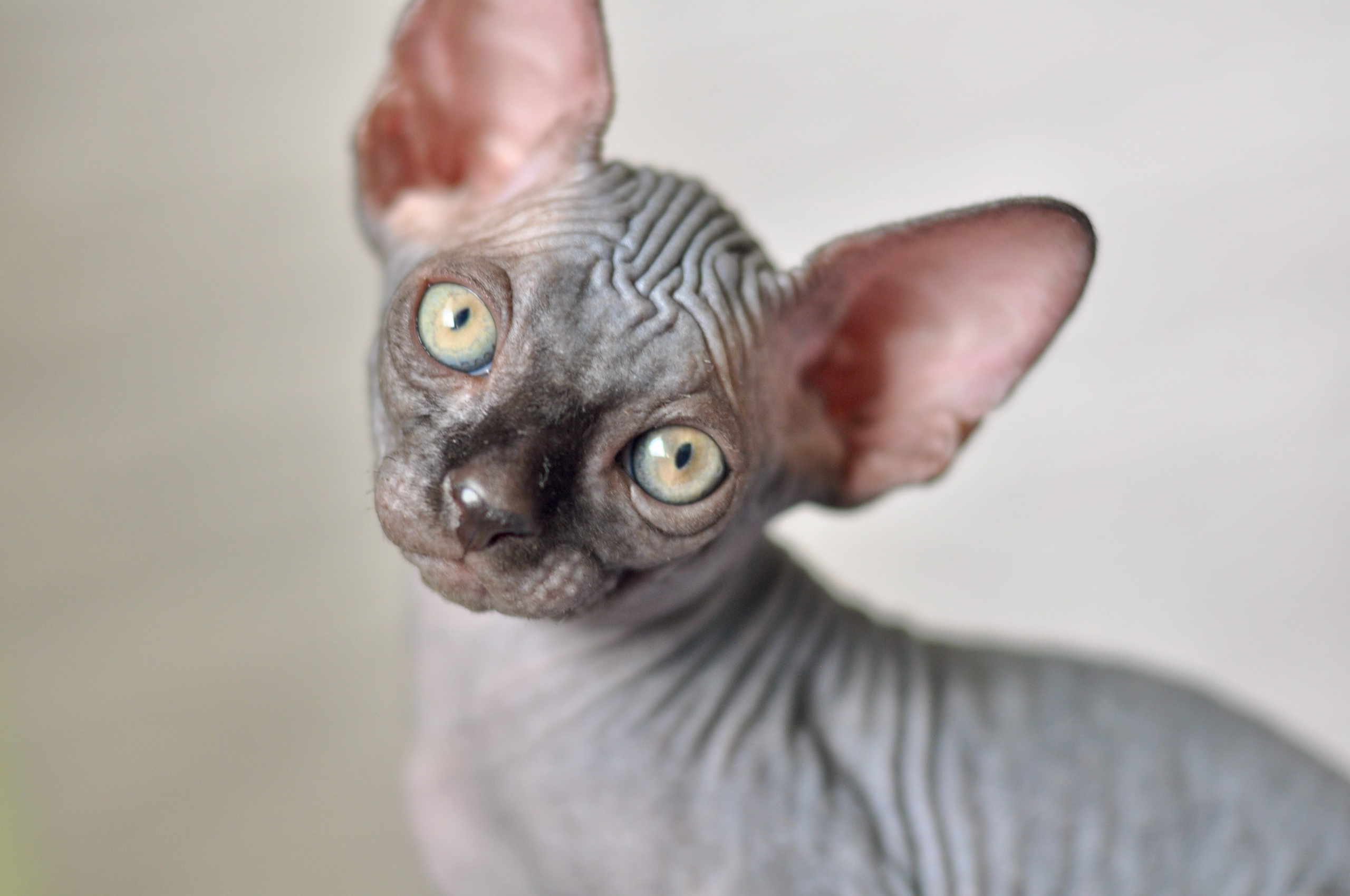 Sphynx kittens UK, Sphynx kittens United Kingdom, Sphynx kittens GB, Sphynx kittens Great Britain, Sphynx kittens London, Sphynx UK, Sphynx United Kingdom, Sphynx GB, Sphynx Great Britain, Sphynx London