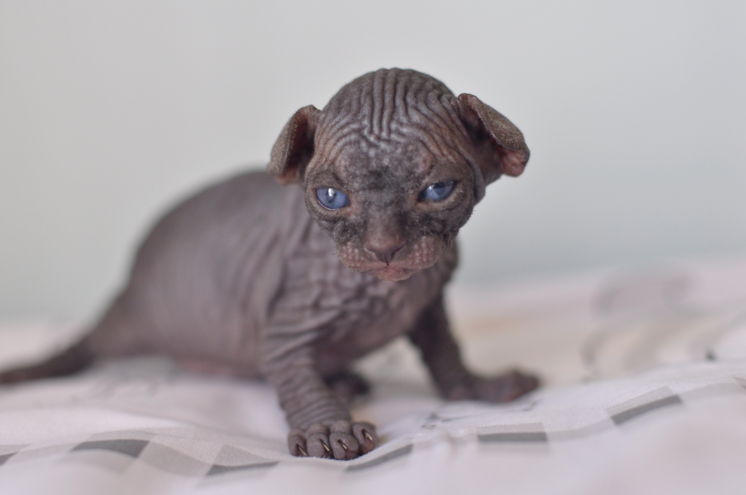 Sphynx kittens UK, Sphynx kittens United Kingdom, Sphynx kittens GB, Sphynx kittens Great Britain, Sphynx kittens London, Sphynx UK, Sphynx United Kingdom, Sphynx GB, Sphynx Great Britain, Sphynx London