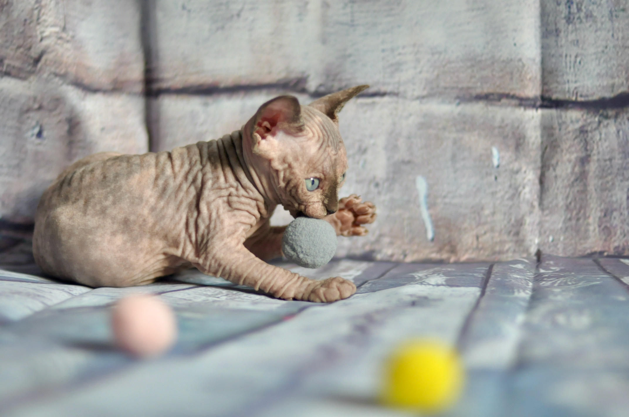 Sphynx kittens UK, Sphynx kittens United Kingdom, Sphynx kittens GB, Sphynx kittens Great Britain, Sphynx kittens London, Sphynx UK, Sphynx United Kingdom, Sphynx GB, Sphynx Great Britain, Sphynx London                                                 Sphynx kittens USA, Sphynx kittens United States, Sphynx kittens US, Sphynx kittens New York, Sphynx kittens Boston, Sphynx United States, Sphynx US, Sphynx USA, Sphynx New York, Sphynx Boston