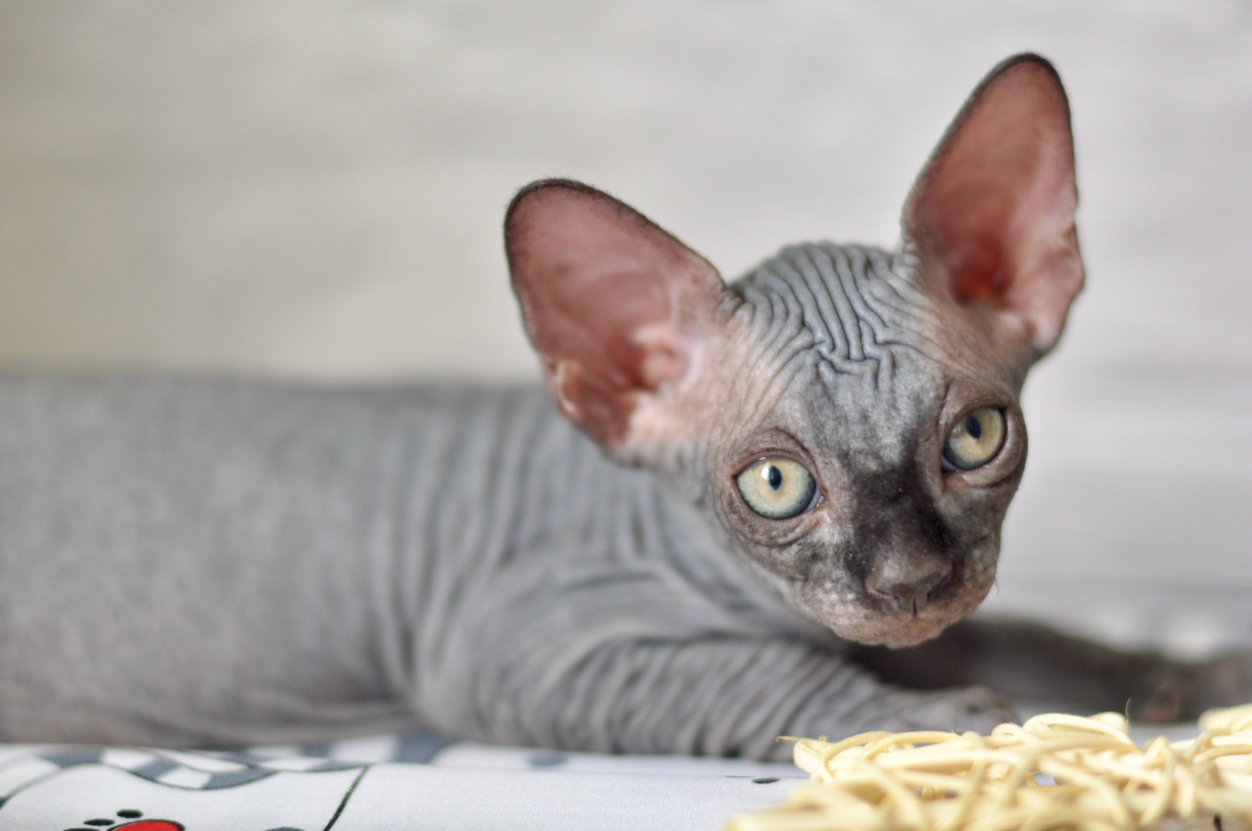 Sphynx kittens UK, Sphynx kittens United Kingdom, Sphynx kittens GB, Sphynx kittens Great Britain, Sphynx kittens London, Sphynx UK, Sphynx United Kingdom, Sphynx GB, Sphynx Great Britain, Sphynx London