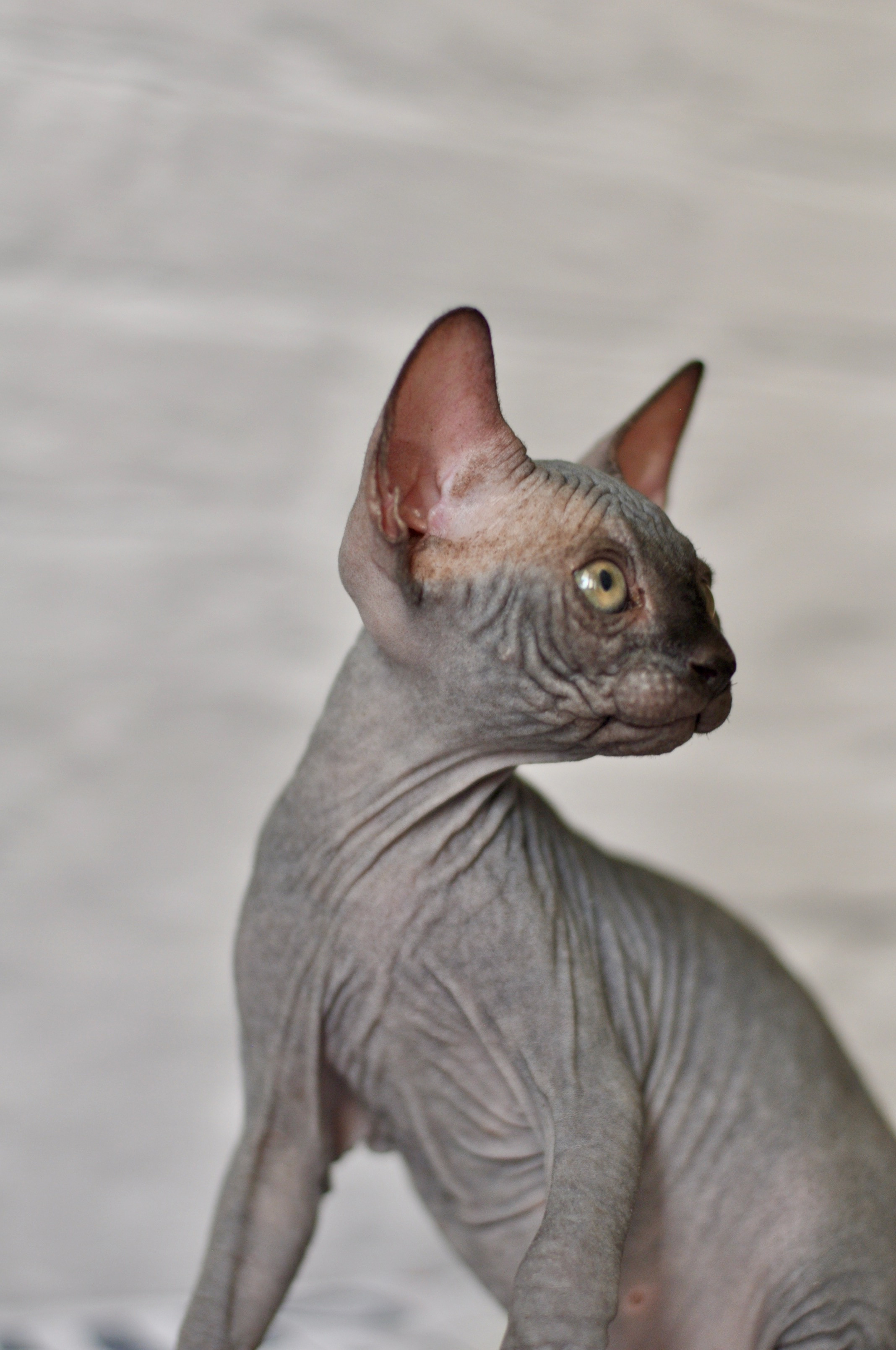 Sphynx kittens UK, Sphynx kittens United Kingdom, Sphynx kittens GB, Sphynx kittens Great Britain, Sphynx kittens London, Sphynx UK, Sphynx United Kingdom, Sphynx GB, Sphynx Great Britain, Sphynx London