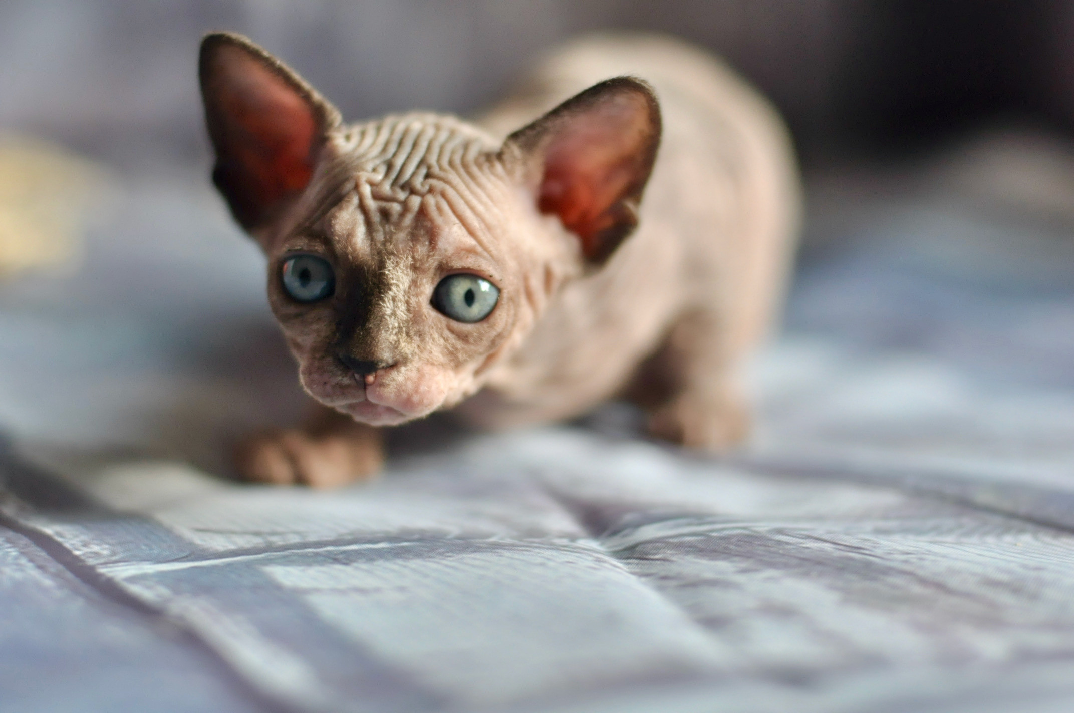 Sphynx kittens UK, Sphynx kittens United Kingdom, Sphynx kittens GB, Sphynx kittens Great Britain, Sphynx kittens London, Sphynx UK, Sphynx United Kingdom, Sphynx GB, Sphynx Great Britain, Sphynx London                                                 Sphynx kittens USA, Sphynx kittens United States, Sphynx kittens US, Sphynx kittens New York, Sphynx kittens Boston, Sphynx United States, Sphynx US, Sphynx USA, Sphynx New York, Sphynx Boston