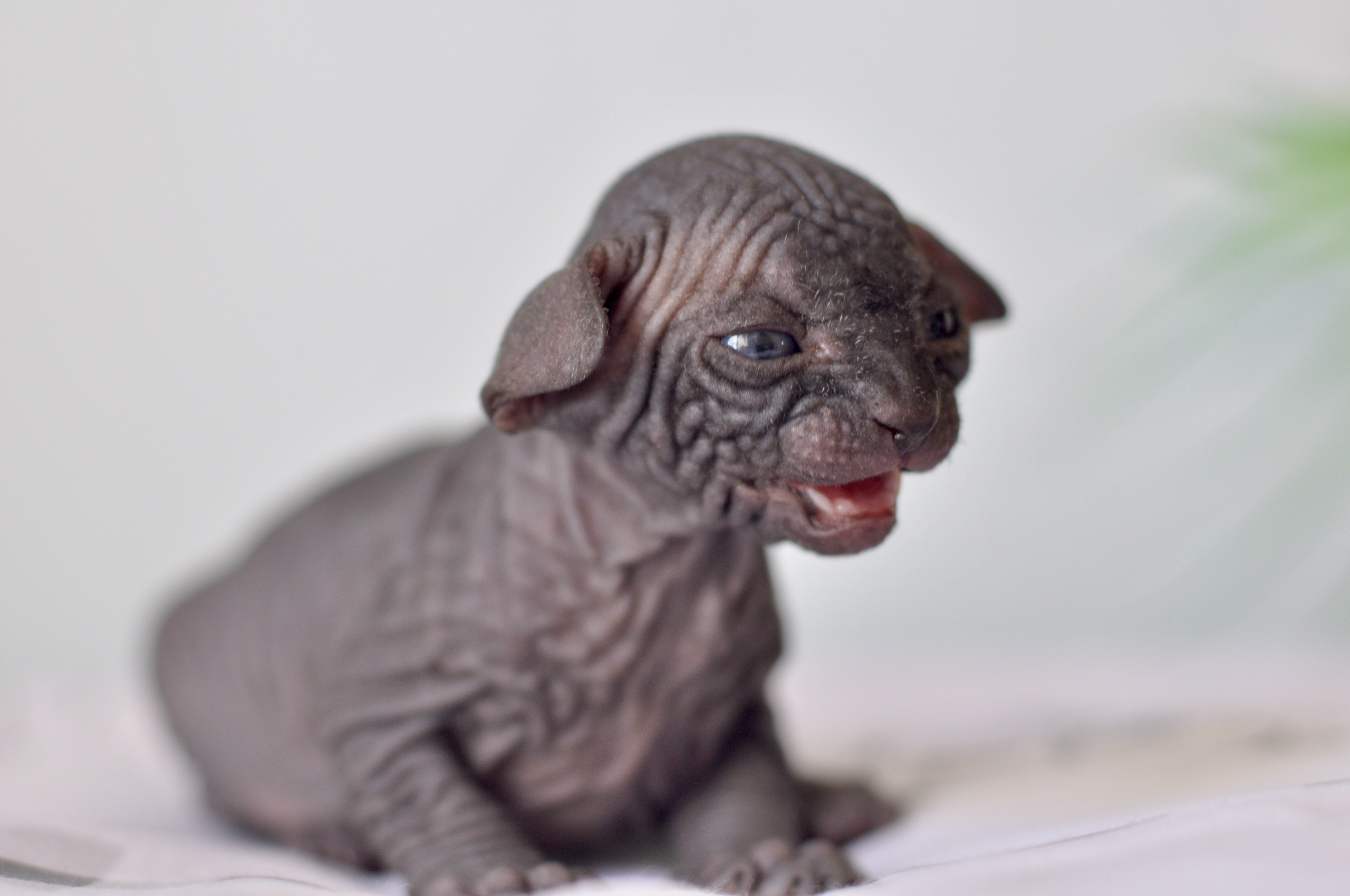 Sphynx kittens UK, Sphynx kittens United Kingdom, Sphynx kittens GB, Sphynx kittens Great Britain, Sphynx kittens London, Sphynx UK, Sphynx United Kingdom, Sphynx GB, Sphynx Great Britain, Sphynx London