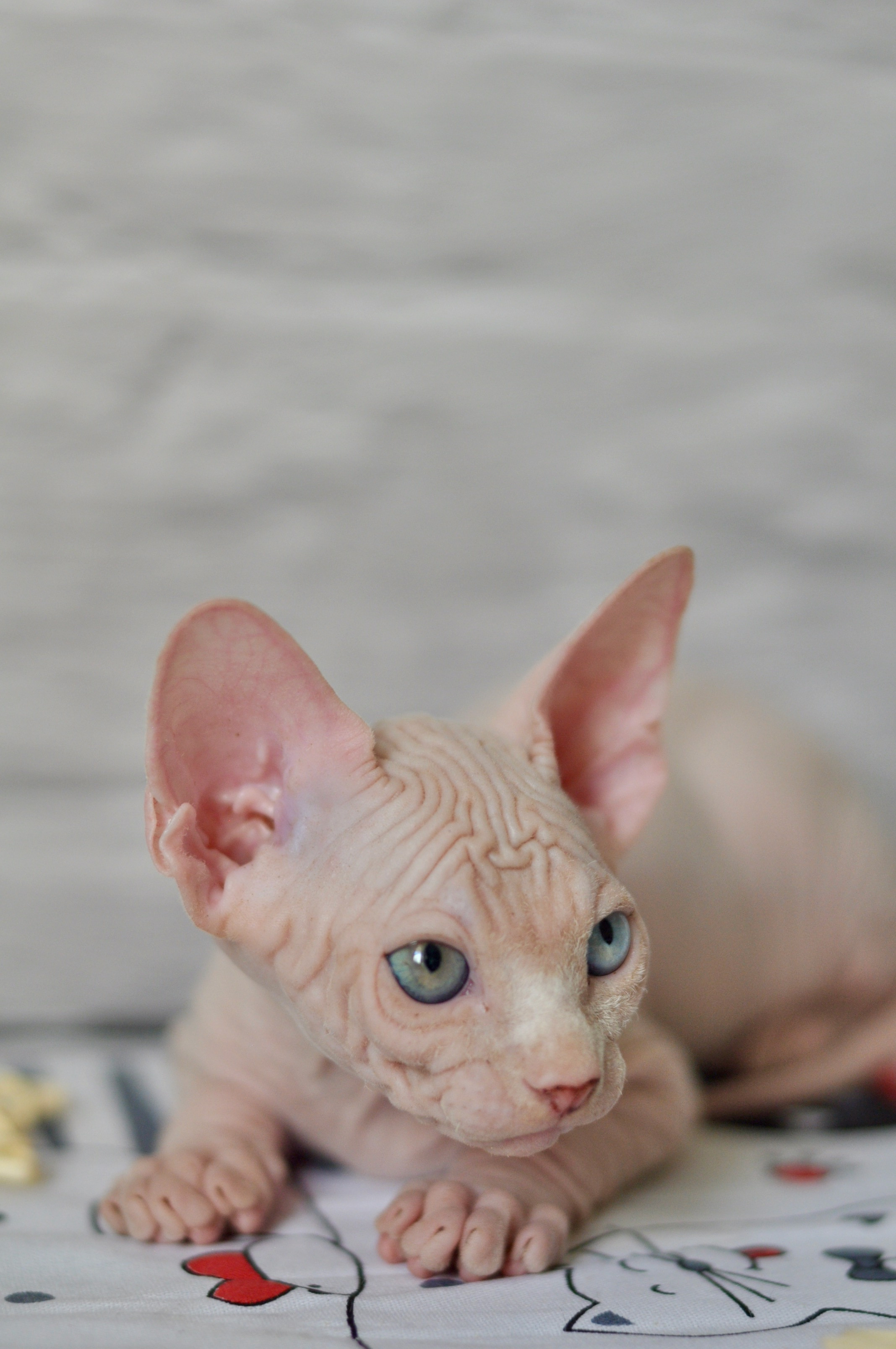 BISMARK (♂), color — White odd eyed (w63) — Resident of the Cattery. Εκτροφείο γάτες Σφίγγα στην Λεμεσό, Κύπρος