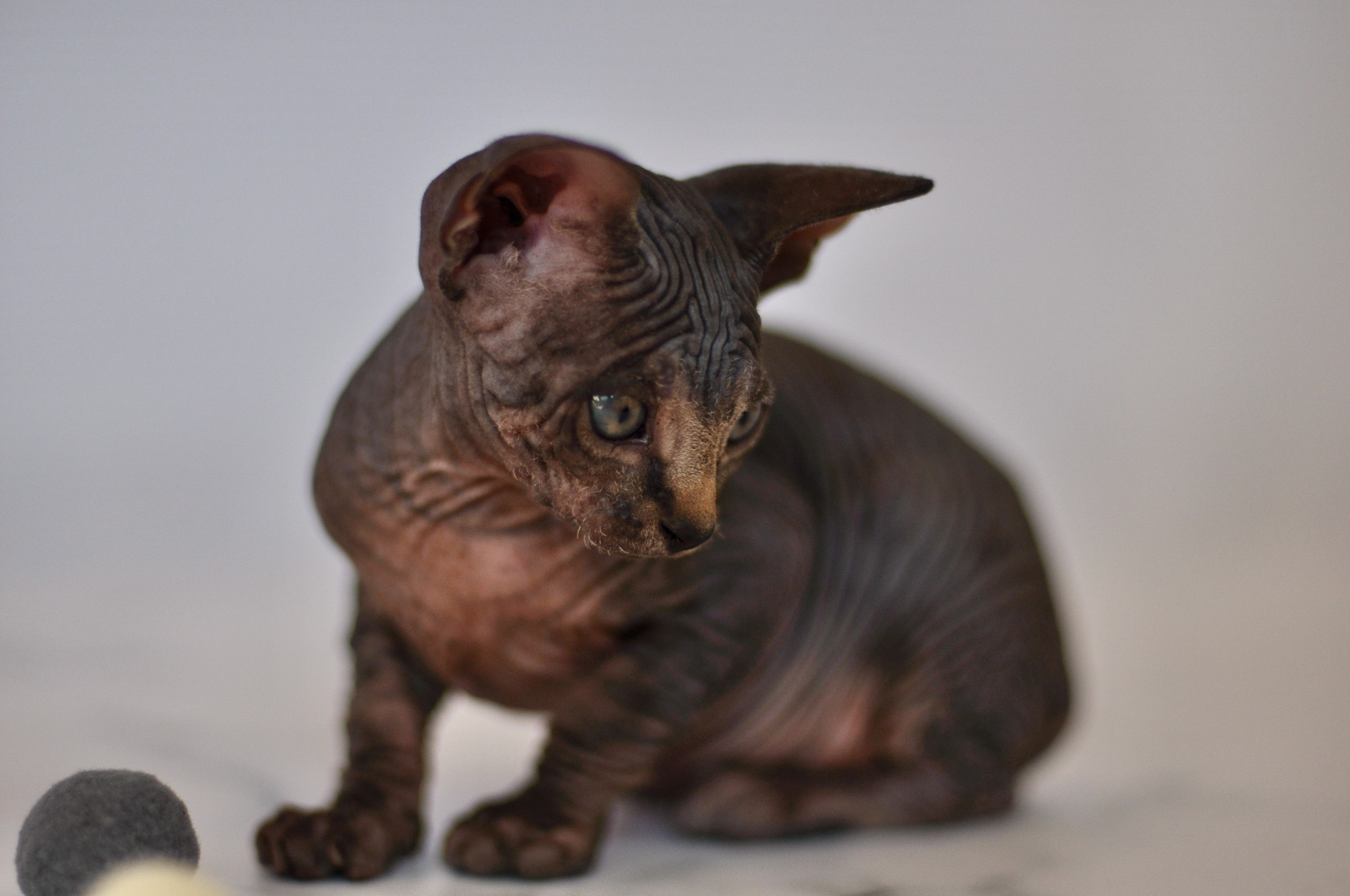sphynx kittens Boston, sphynx kittens New York, sphynx kittens for sale Boston, sphynx kittens for sale New York