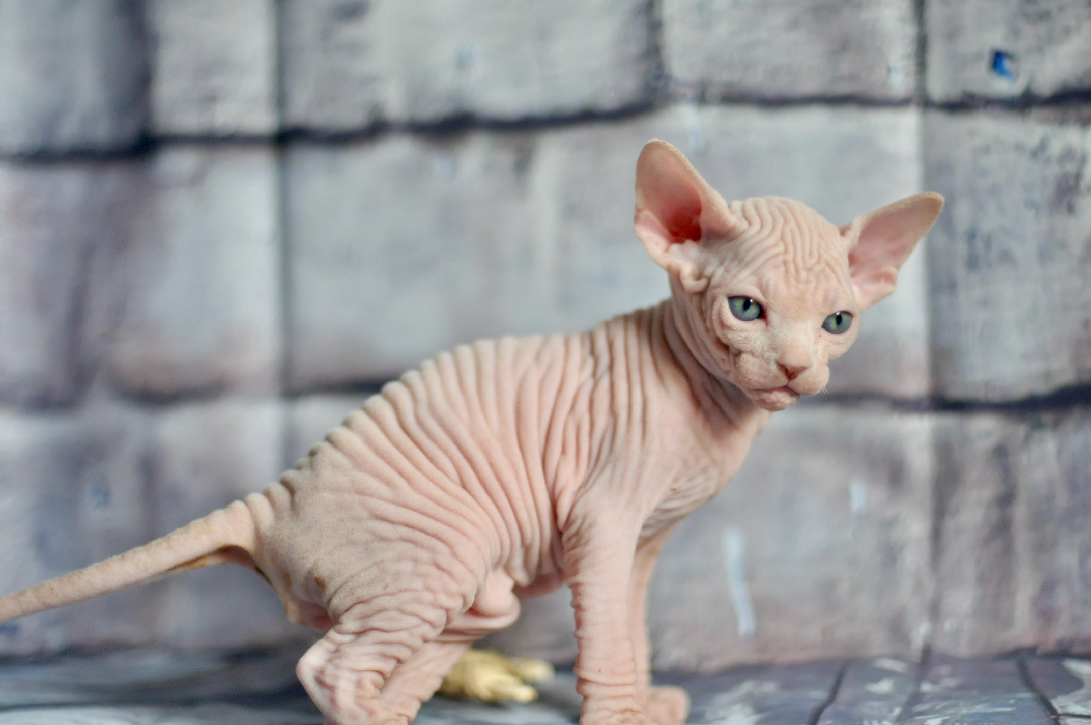 Sphynx kittens UK, Sphynx kittens United Kingdom, Sphynx kittens GB, Sphynx kittens Great Britain, Sphynx kittens London, Sphynx UK, Sphynx United Kingdom, Sphynx GB, Sphynx Great Britain, Sphynx London