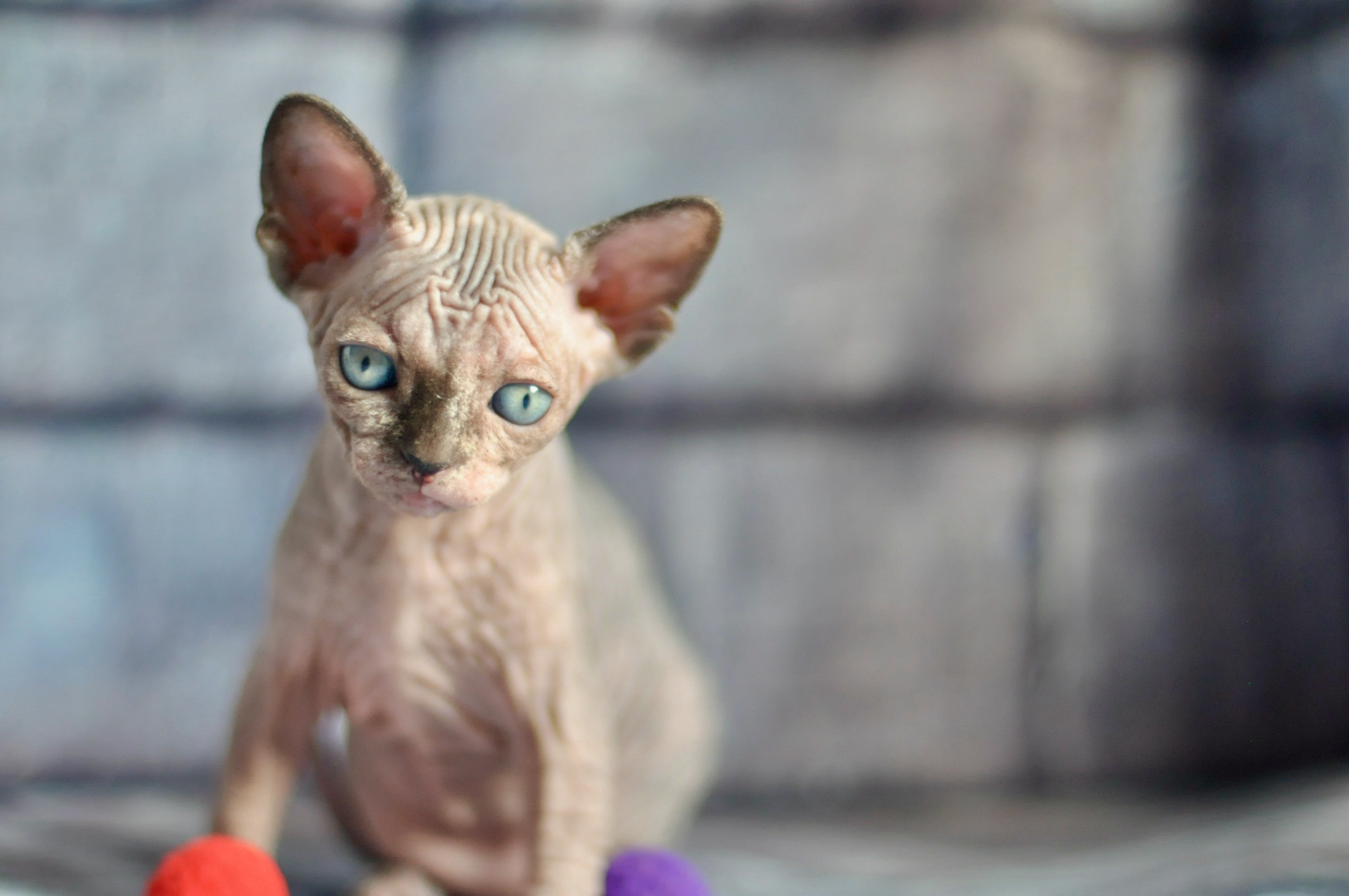 Sphynx kittens UK, Sphynx kittens United Kingdom, Sphynx kittens GB, Sphynx kittens Great Britain, Sphynx kittens London, Sphynx UK, Sphynx United Kingdom, Sphynx GB, Sphynx Great Britain, Sphynx London                                                 Sphynx kittens USA, Sphynx kittens United States, Sphynx kittens US, Sphynx kittens New York, Sphynx kittens Boston, Sphynx United States, Sphynx US, Sphynx USA, Sphynx New York, Sphynx Boston