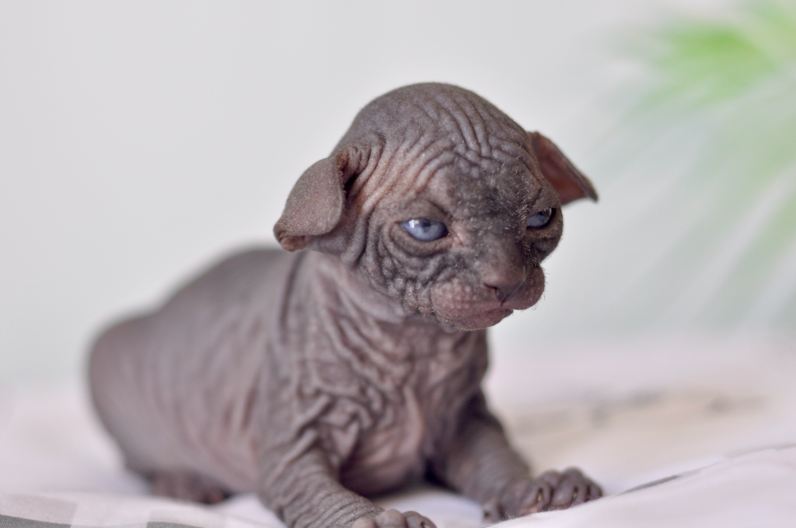 Sphynx kittens UK, Sphynx kittens United Kingdom, Sphynx kittens GB, Sphynx kittens Great Britain, Sphynx kittens London, Sphynx UK, Sphynx United Kingdom, Sphynx GB, Sphynx Great Britain, Sphynx London