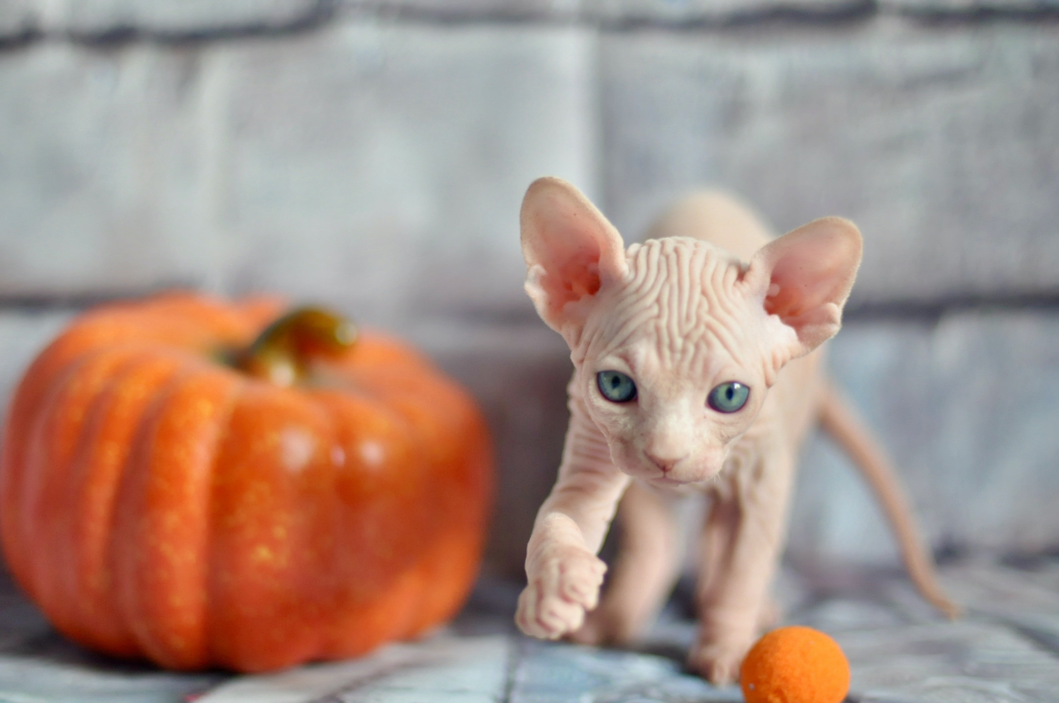 Sphynx kittens UK, Sphynx kittens United Kingdom, Sphynx kittens GB, Sphynx kittens Great Britain, Sphynx kittens London, Sphynx UK, Sphynx United Kingdom, Sphynx GB, Sphynx Great Britain, Sphynx London