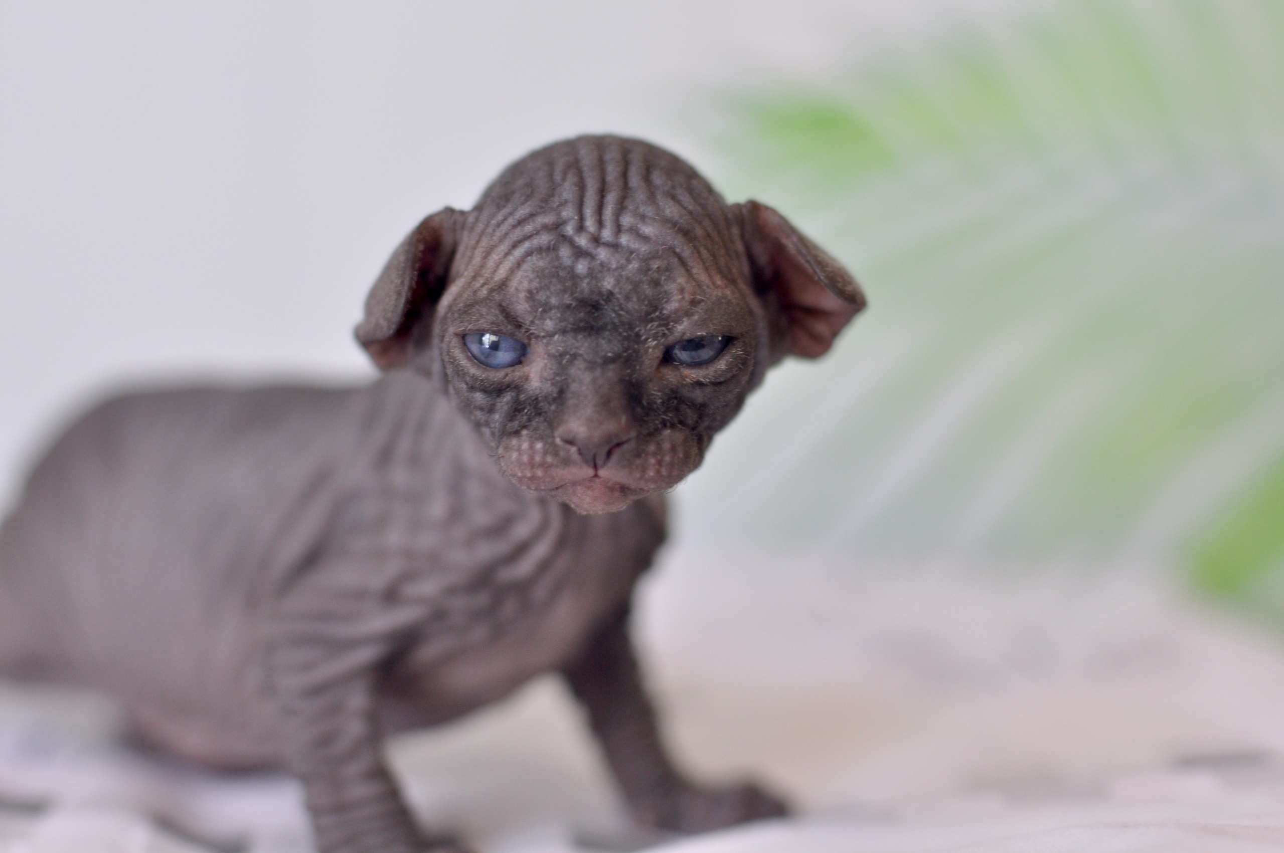 Sphynx kittens UK, Sphynx kittens United Kingdom, Sphynx kittens GB, Sphynx kittens Great Britain, Sphynx kittens London, Sphynx UK, Sphynx United Kingdom, Sphynx GB, Sphynx Great Britain, Sphynx London