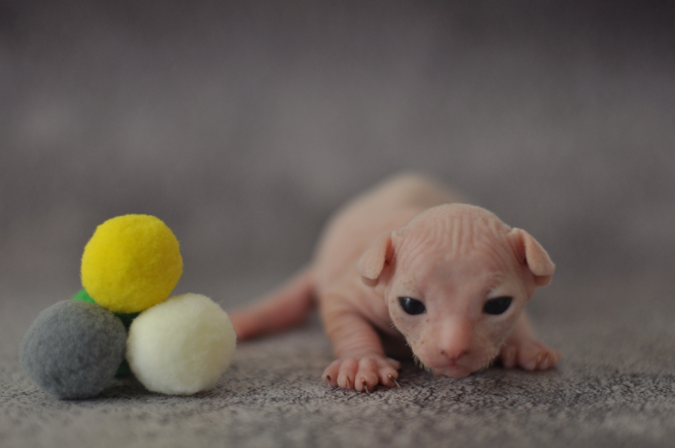 sphynx London, Birmingham, sphynx cat for sale London, sphynx cat for sale Birmingham