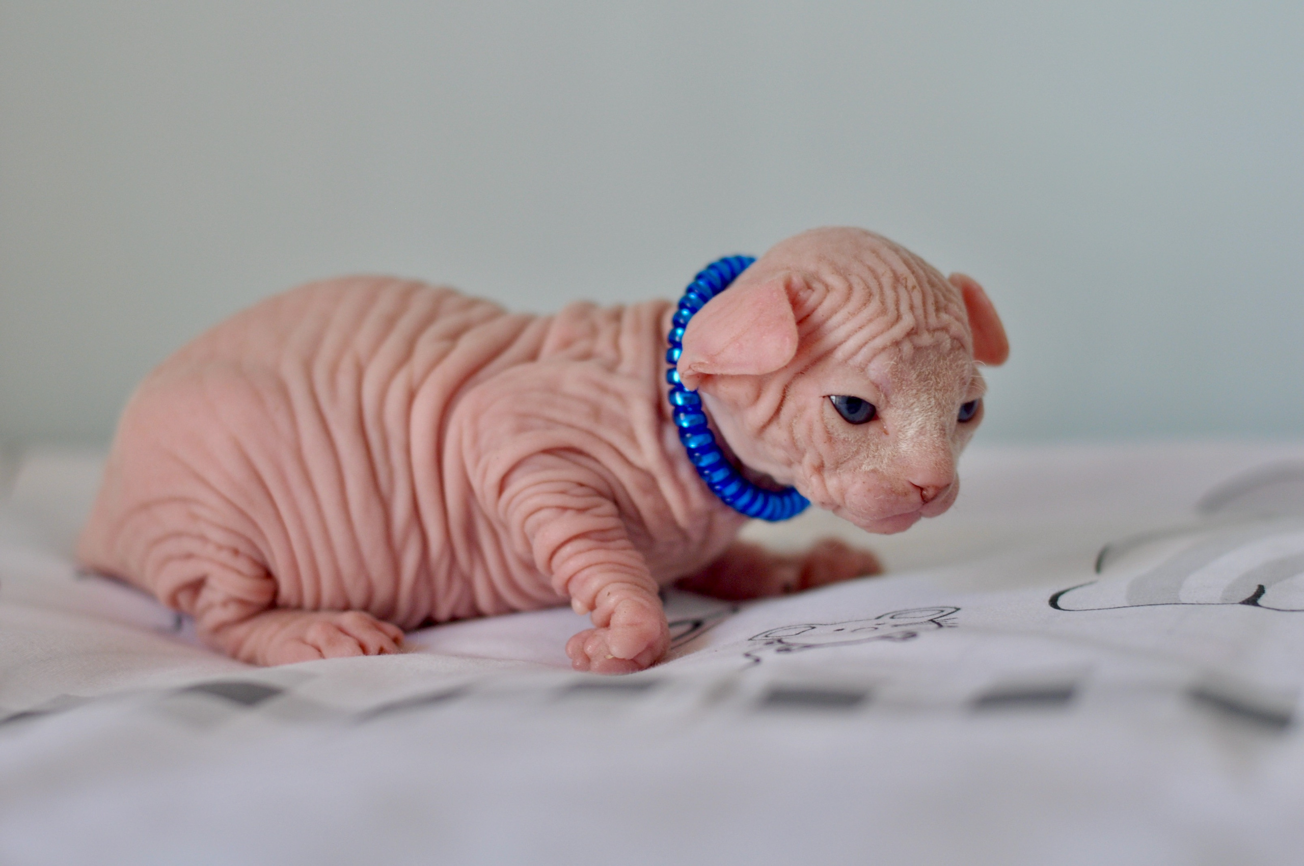 BISMARK (♂), color — White odd eyed (w63) — Resident of the Cattery. Εκτροφείο γάτες Σφίγγα στην Λεμεσό, Κύπρος