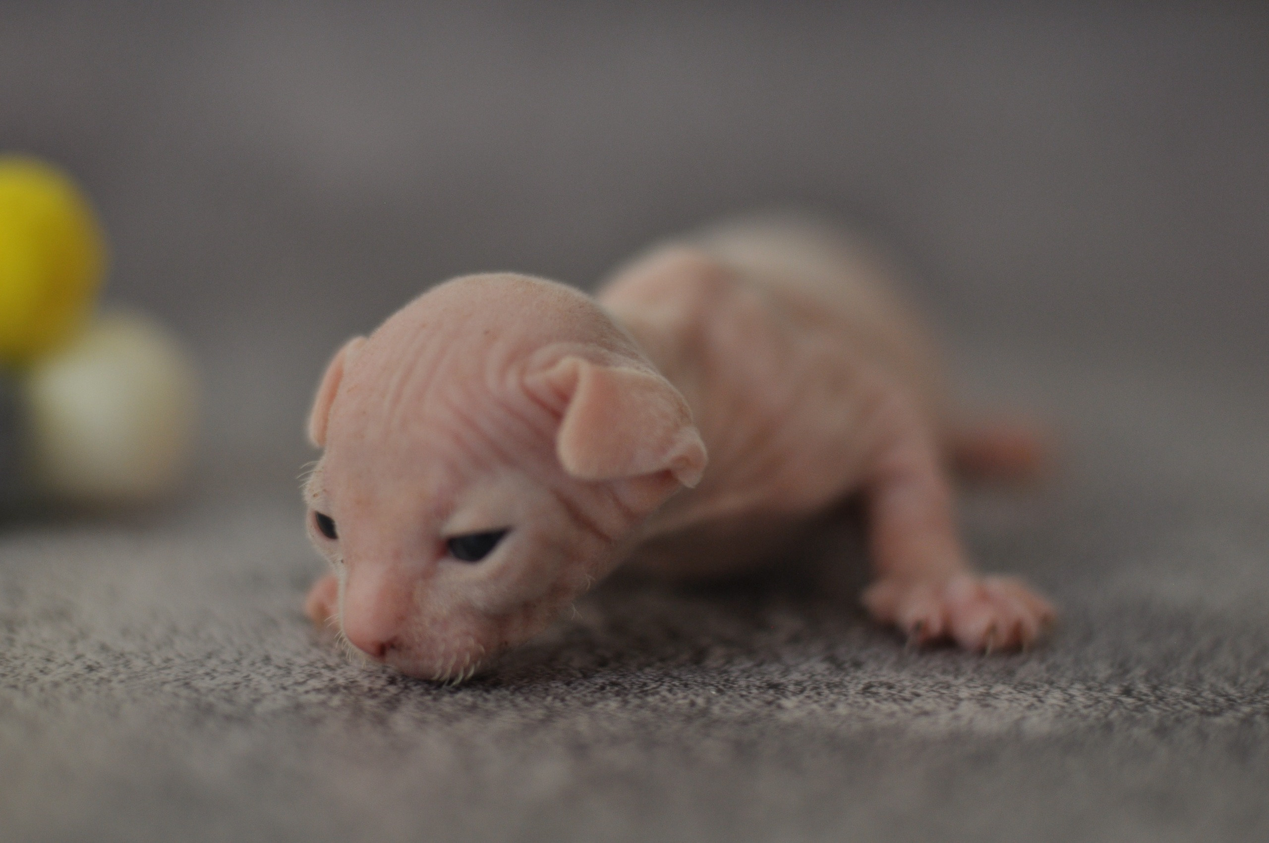 sphynx London, Birmingham, sphynx cat for sale London, sphynx cat for sale Birmingham