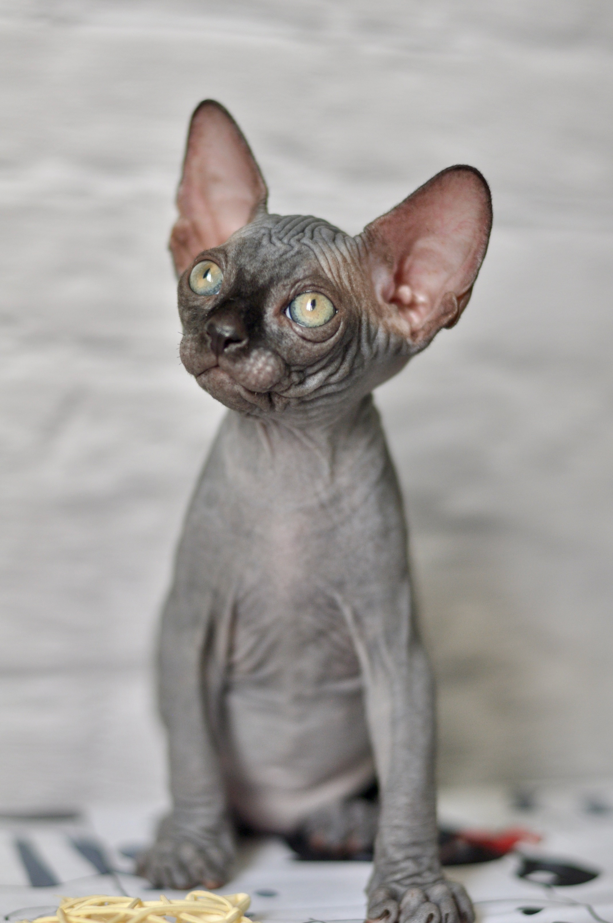 Sphynx kittens UK, Sphynx kittens United Kingdom, Sphynx kittens GB, Sphynx kittens Great Britain, Sphynx kittens London, Sphynx UK, Sphynx United Kingdom, Sphynx GB, Sphynx Great Britain, Sphynx London