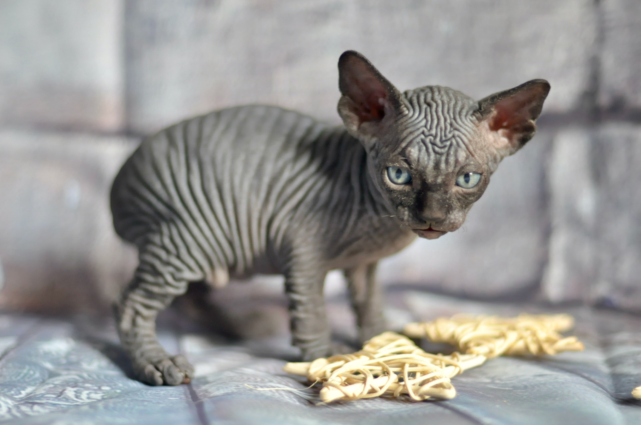 CALVIN (♂), color — Black (n) — found his family. Εκτροφείο γάτες Σφίγγα στην Λεμεσό, Κύπρος