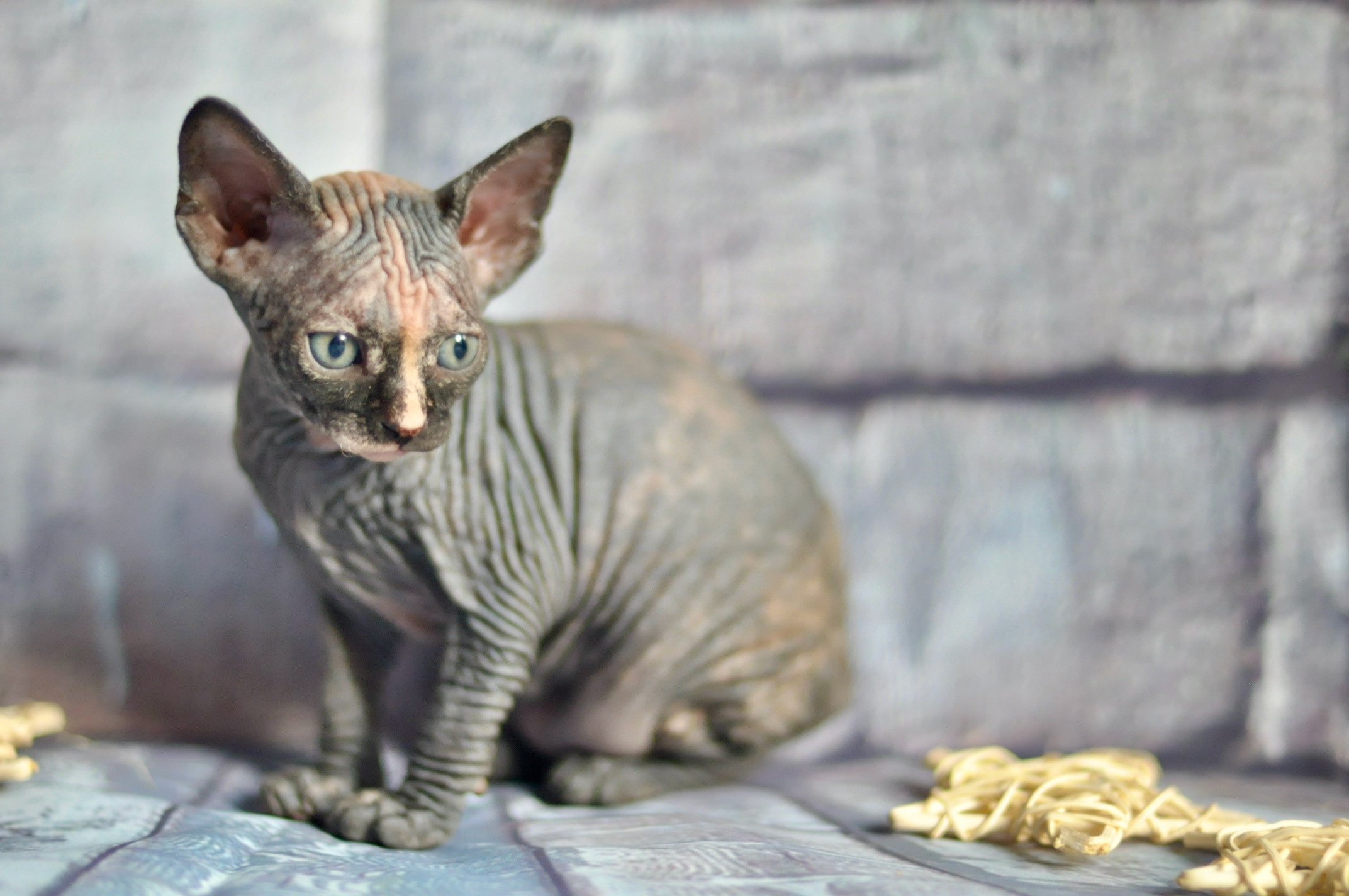 Sphynx kittens UK, Sphynx kittens United Kingdom, Sphynx kittens GB, Sphynx kittens Great Britain, Sphynx kittens London, Sphynx UK, Sphynx United Kingdom, Sphynx GB, Sphynx Great Britain, Sphynx London                                                 Sphynx kittens USA, Sphynx kittens United States, Sphynx kittens US, Sphynx kittens New York, Sphynx kittens Boston, Sphynx United States, Sphynx US, Sphynx USA, Sphynx New York, Sphynx Boston