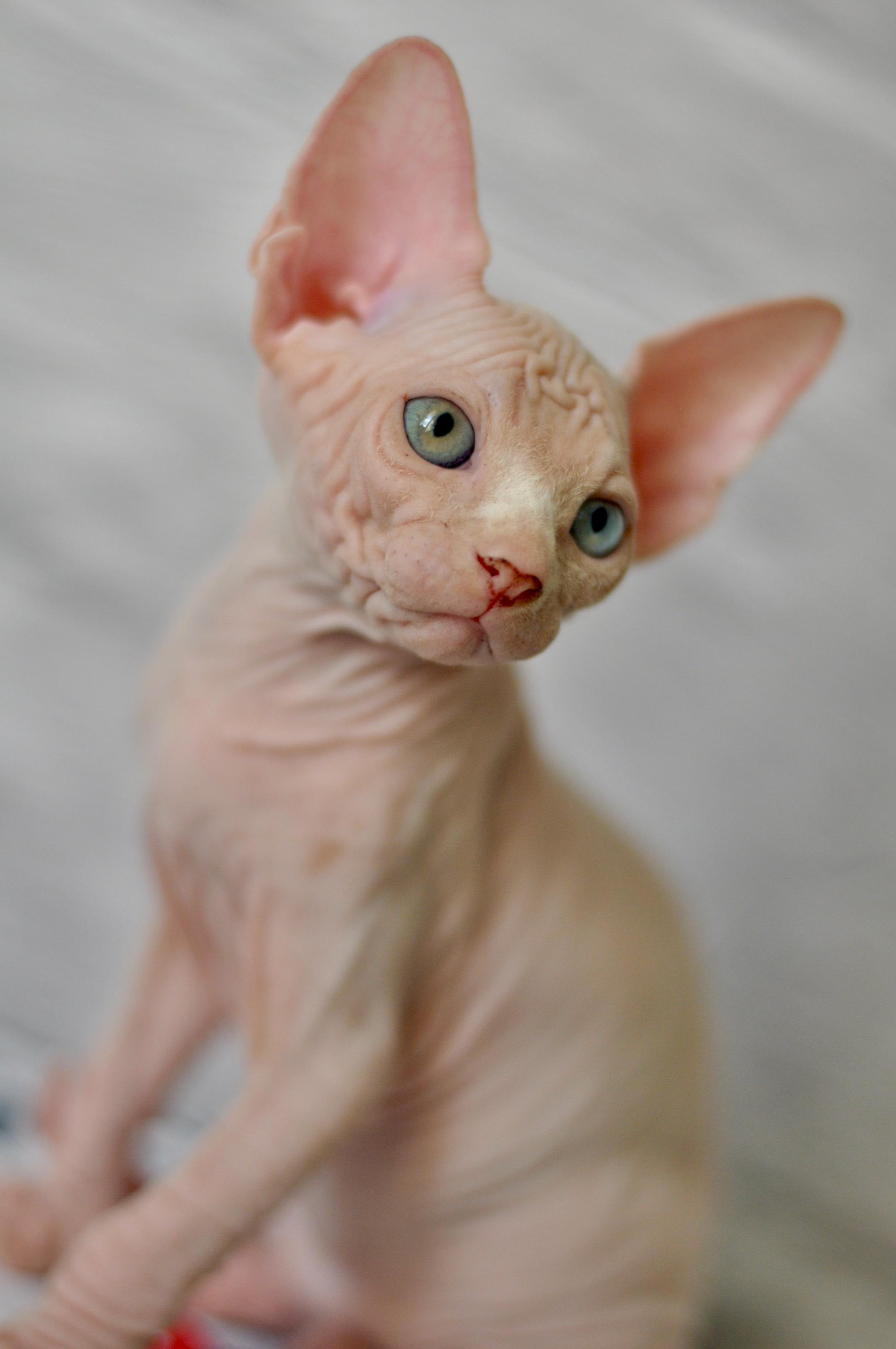 BISMARK (♂), color — White odd eyed (w63) — Resident of the Cattery. Εκτροφείο γάτες Σφίγγα στην Λεμεσό, Κύπρος