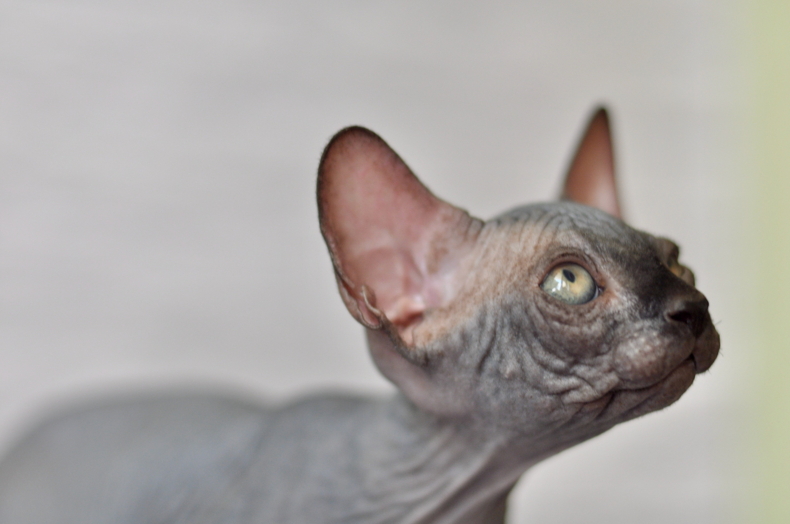 Sphynx kittens UK, Sphynx kittens United Kingdom, Sphynx kittens GB, Sphynx kittens Great Britain, Sphynx kittens London, Sphynx UK, Sphynx United Kingdom, Sphynx GB, Sphynx Great Britain, Sphynx London