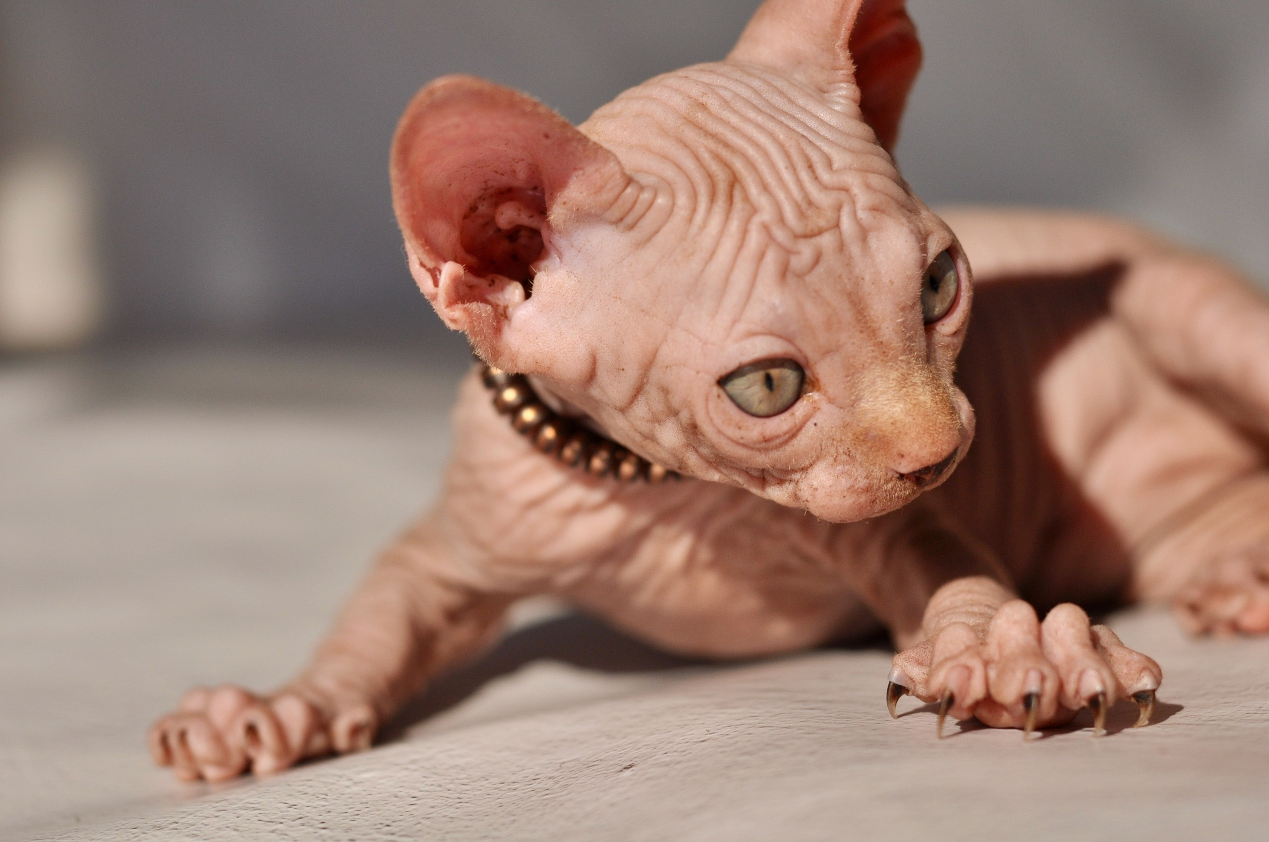 sphynx kittens Boston, sphynx kittens New York, sphynx kittens for sale Boston, sphynx kittens for sale New York