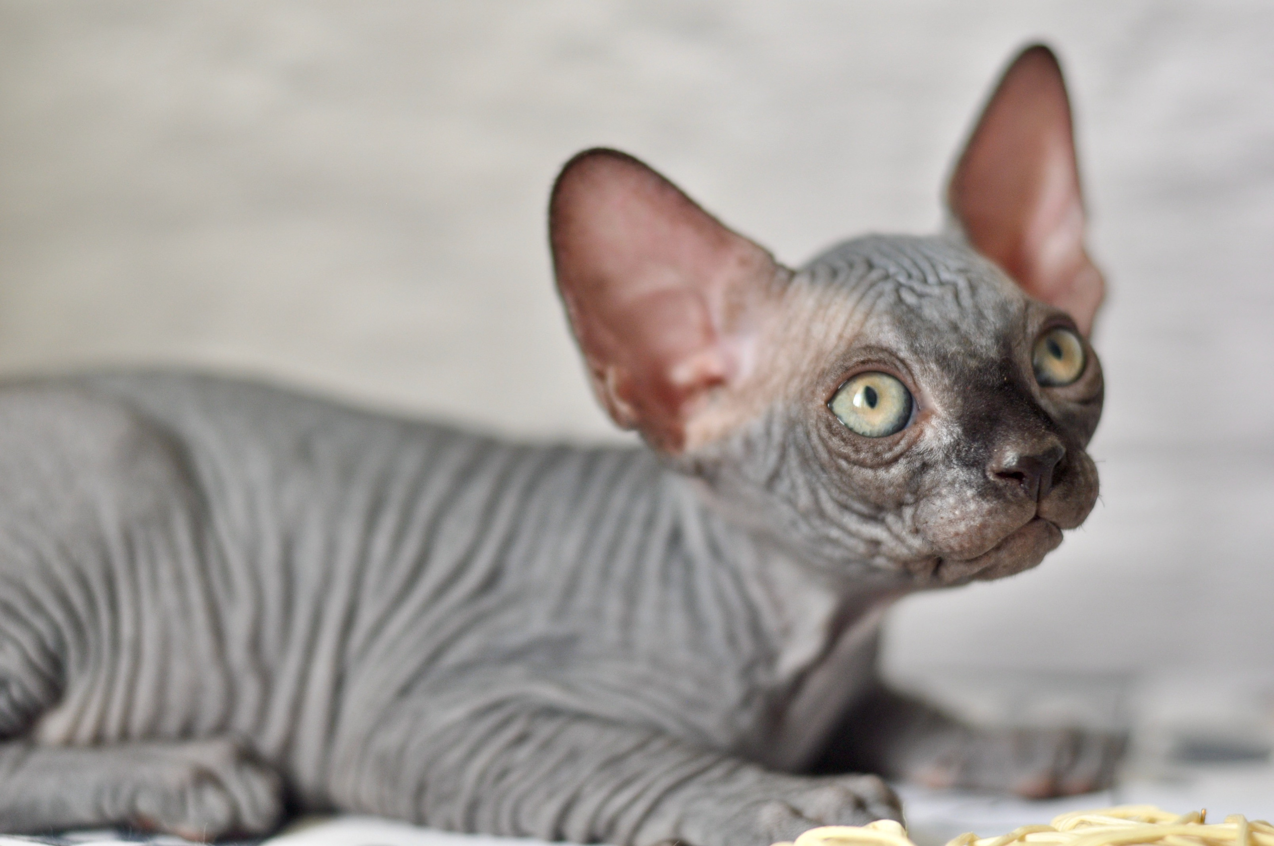 Sphynx kittens UK, Sphynx kittens United Kingdom, Sphynx kittens GB, Sphynx kittens Great Britain, Sphynx kittens London, Sphynx UK, Sphynx United Kingdom, Sphynx GB, Sphynx Great Britain, Sphynx London