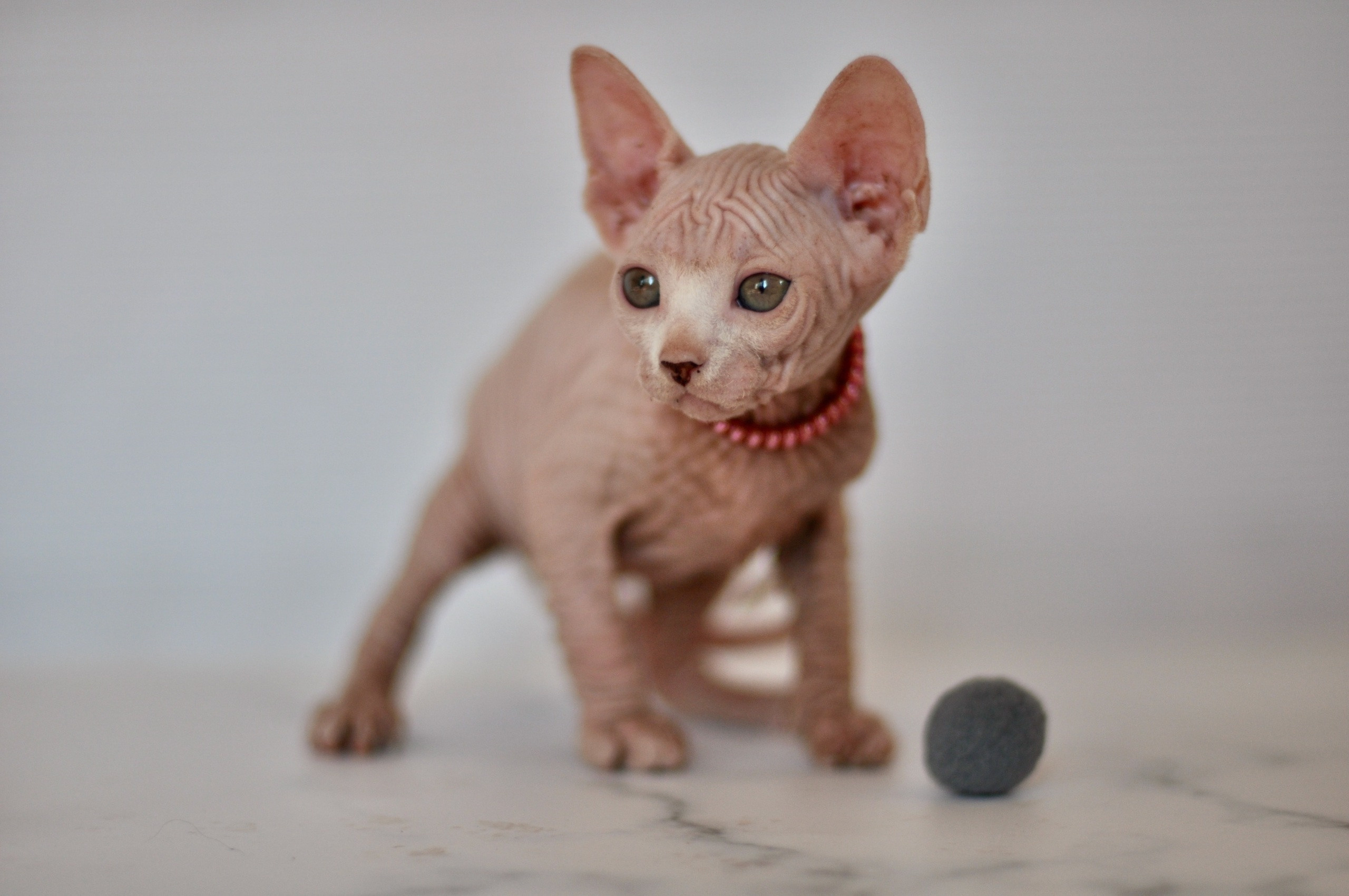 sphynx London, Birmingham, sphynx cat for sale London, sphynx cat for sale Birmingham