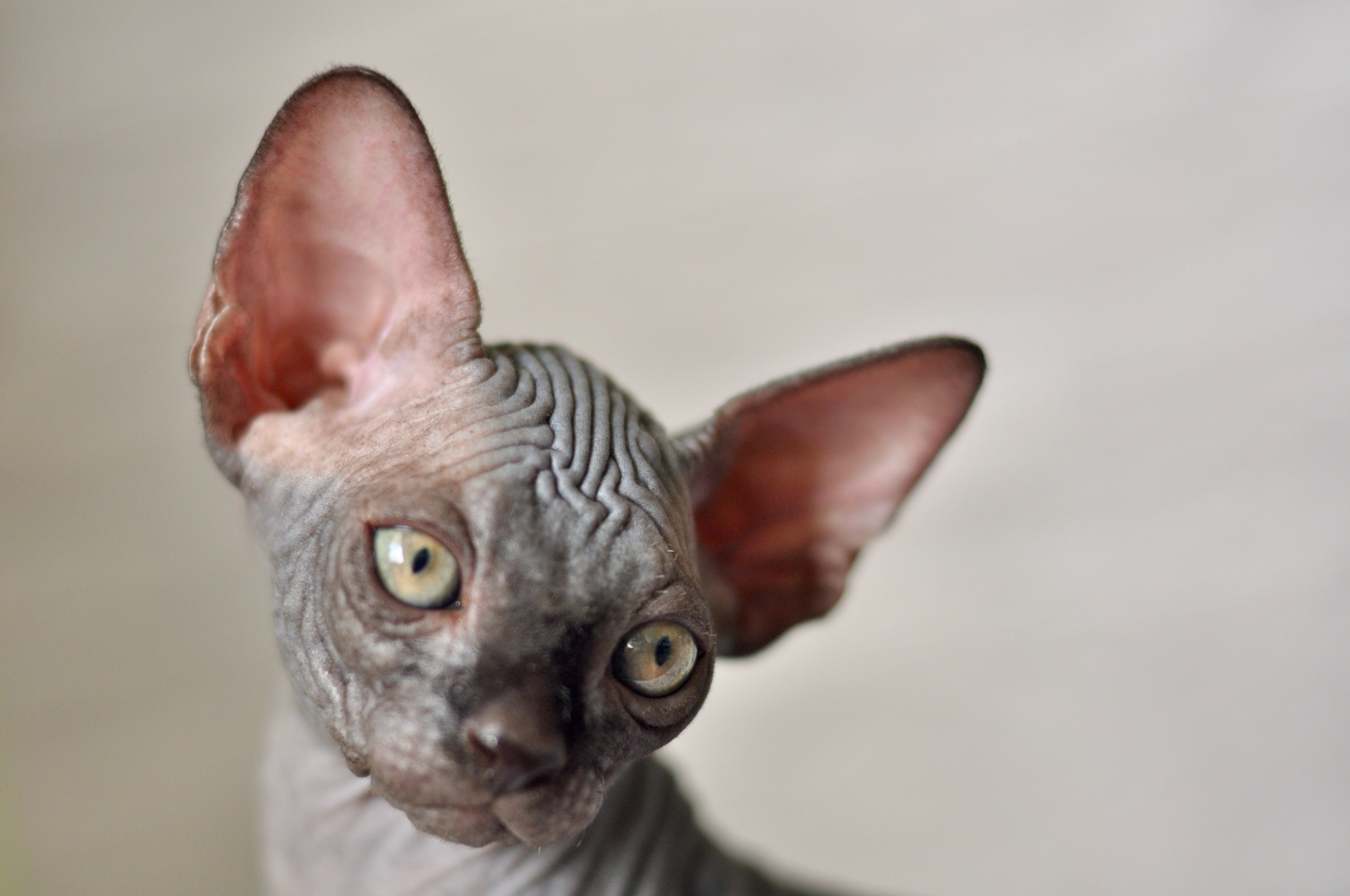 Sphynx kittens UK, Sphynx kittens United Kingdom, Sphynx kittens GB, Sphynx kittens Great Britain, Sphynx kittens London, Sphynx UK, Sphynx United Kingdom, Sphynx GB, Sphynx Great Britain, Sphynx London