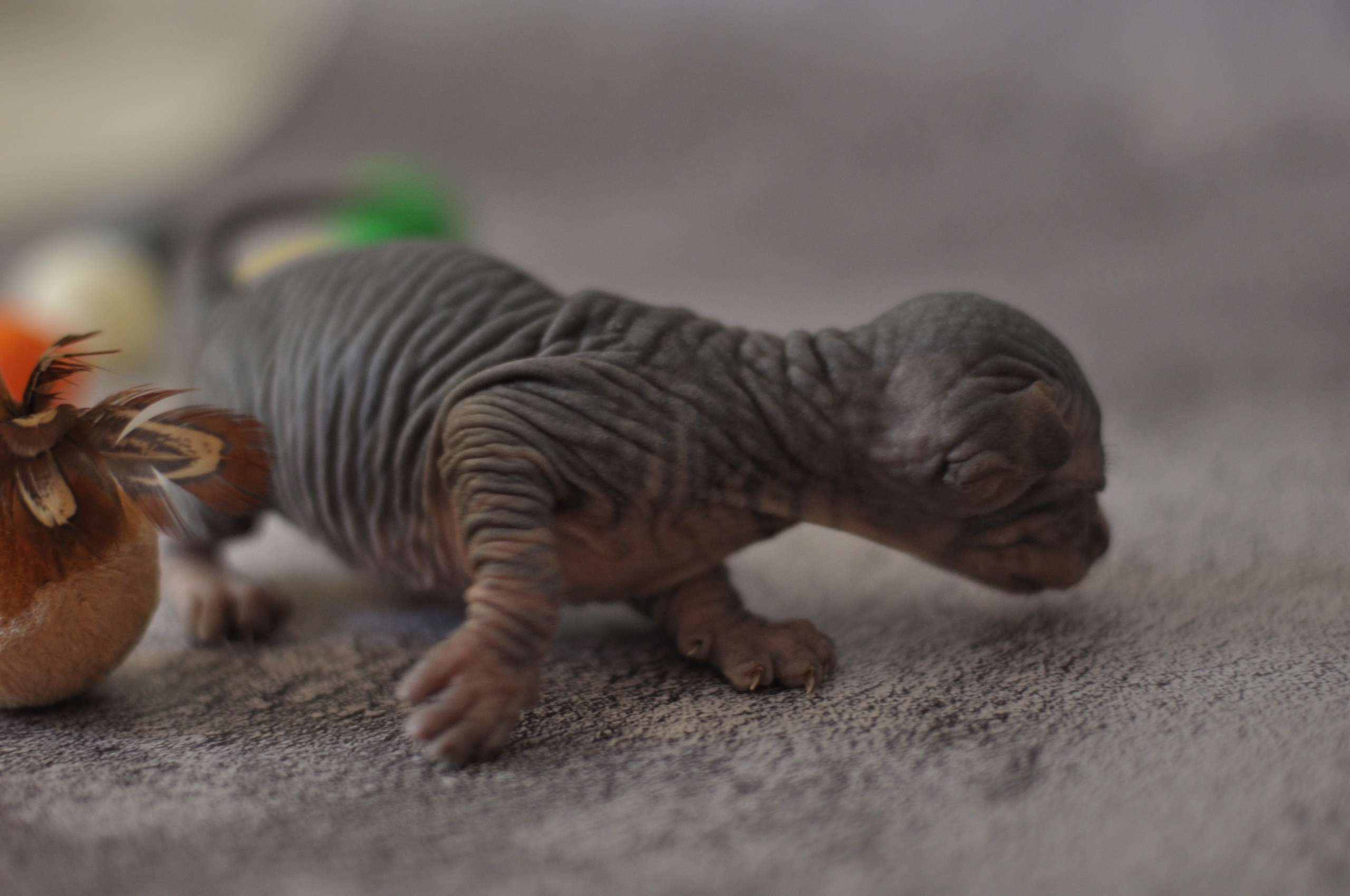 sphynx London, Birmingham, sphynx cat for sale London, sphynx cat for sale Birmingham