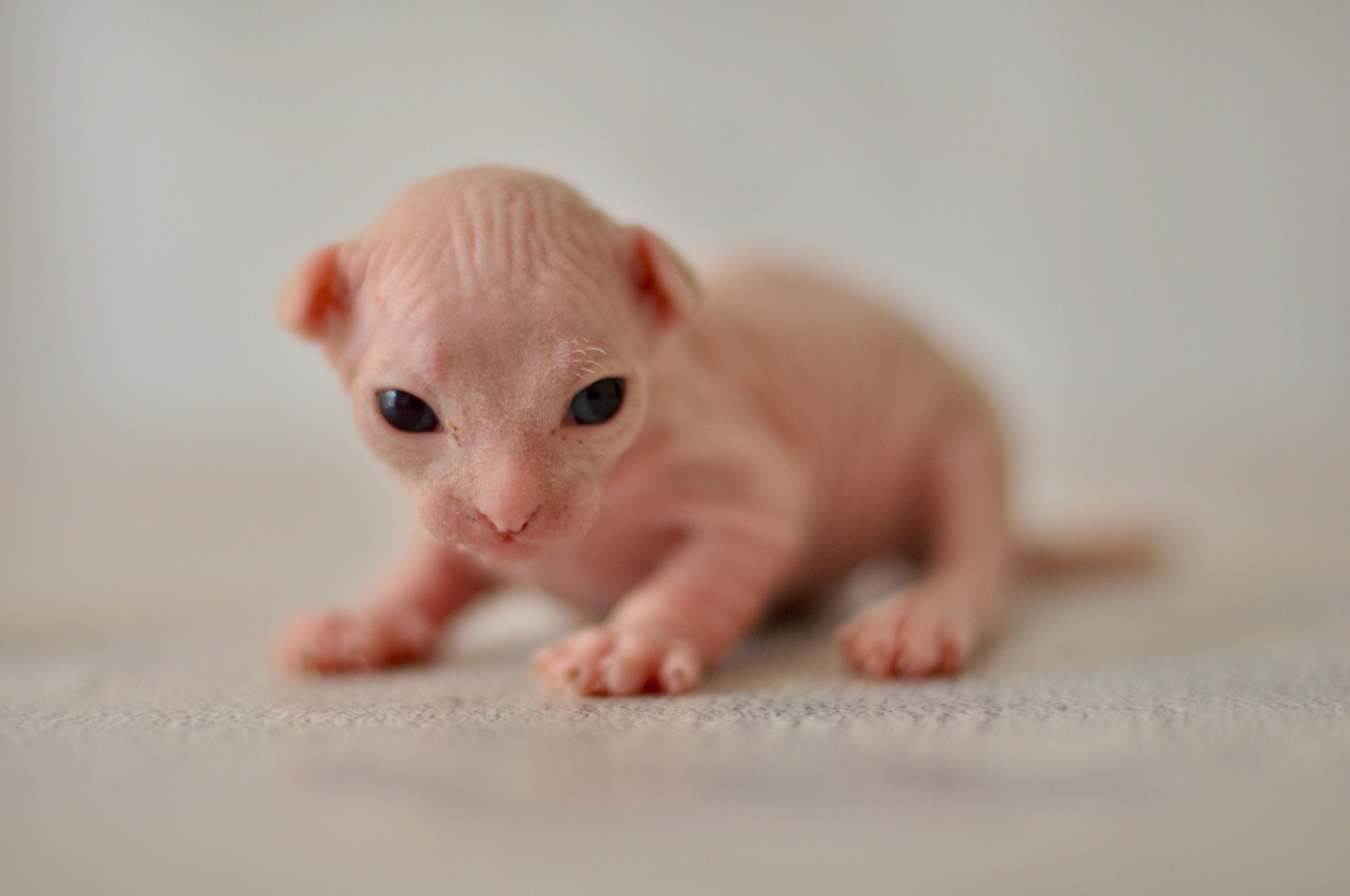 Sphynx kittens US, Sphynx kittens United States, Sphynx kittens USA, Sphynx kittens America, Sphynx kittens New York, Sphynx US, Sphynx United States, Sphynx USA, Sphynx United States, Sphynx USA
