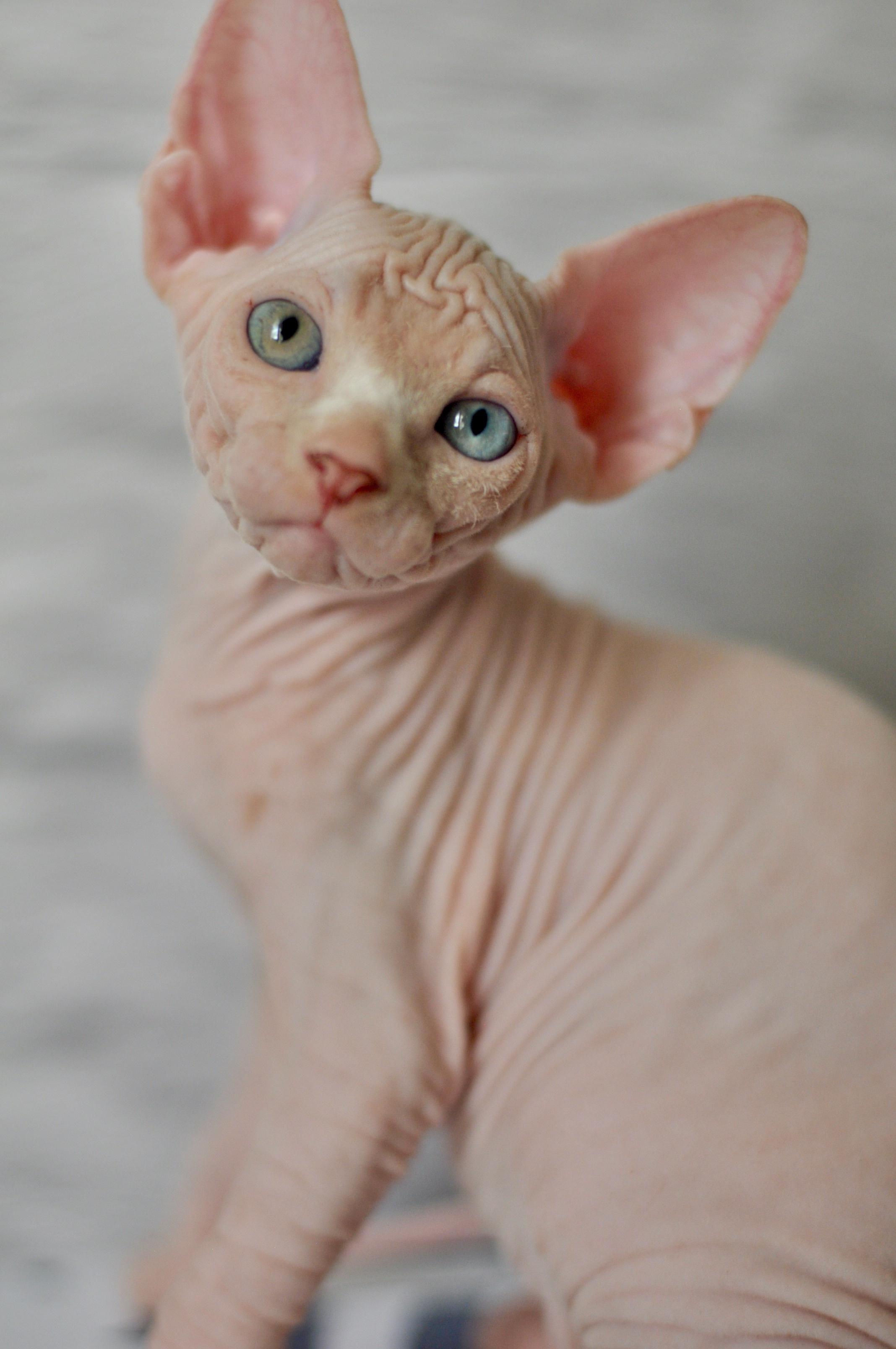 BISMARK (♂), color — White odd eyed (w63) — Resident of the Cattery. Εκτροφείο γάτες Σφίγγα στην Λεμεσό, Κύπρος