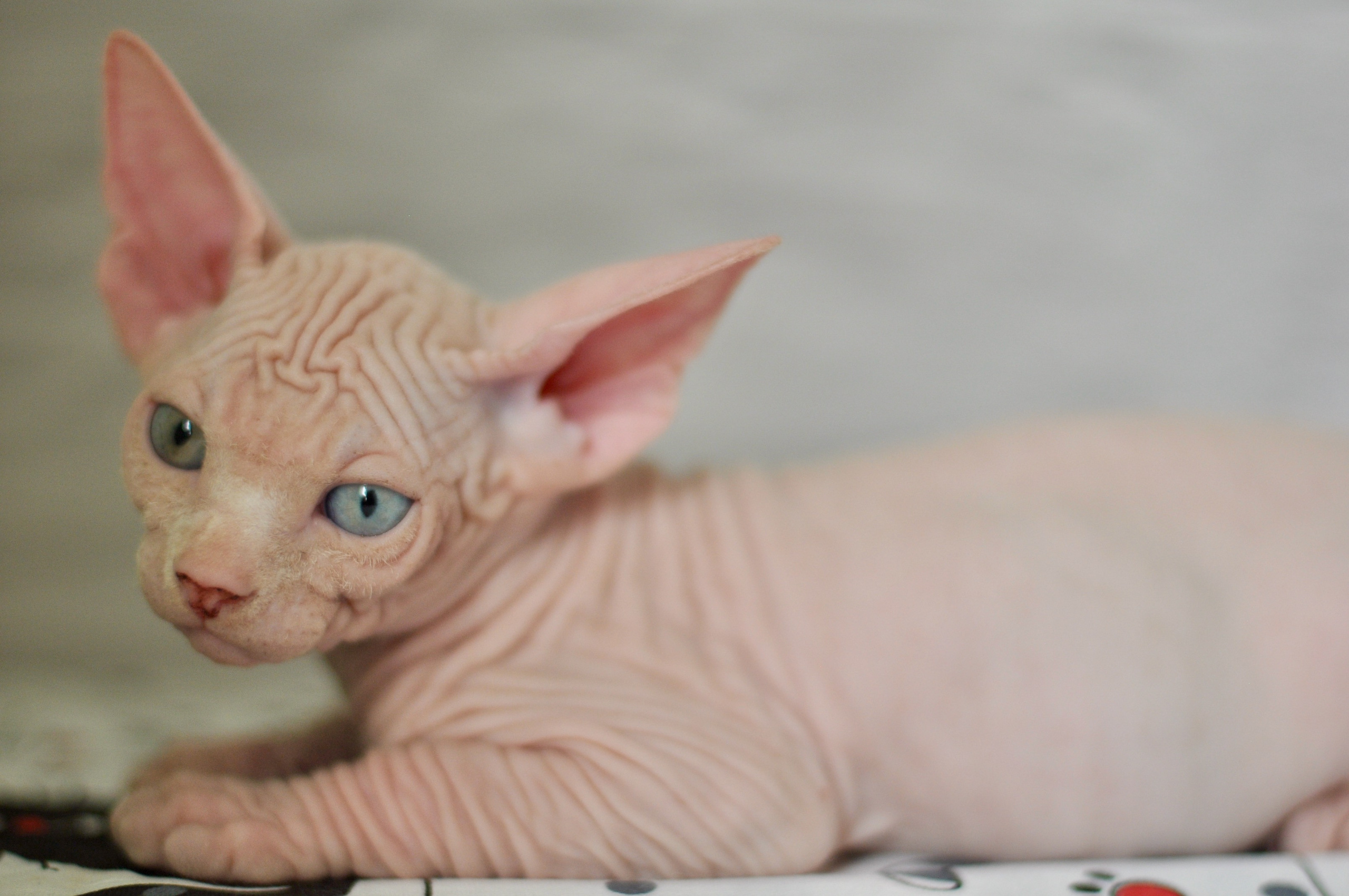 BISMARK (♂), color — White odd eyed (w63) — Resident of the Cattery. Εκτροφείο γάτες Σφίγγα στην Λεμεσό, Κύπρος