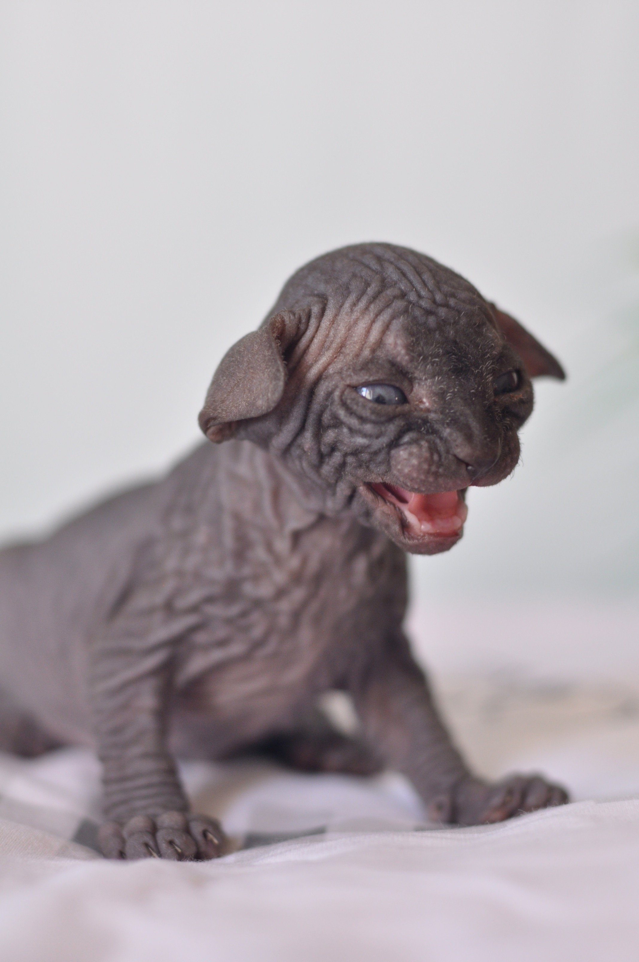 Sphynx kittens UK, Sphynx kittens United Kingdom, Sphynx kittens GB, Sphynx kittens Great Britain, Sphynx kittens London, Sphynx UK, Sphynx United Kingdom, Sphynx GB, Sphynx Great Britain, Sphynx London