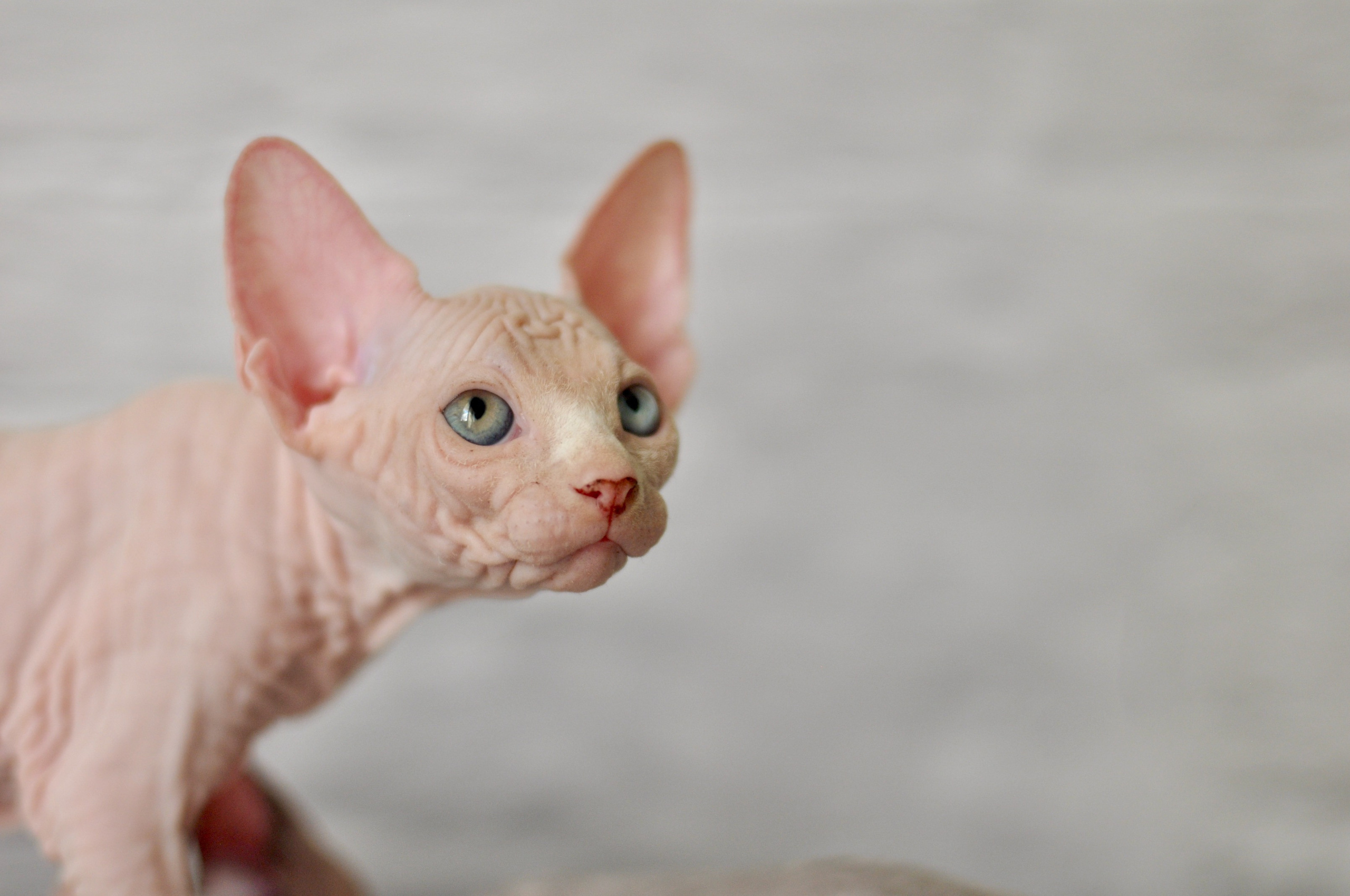 BISMARK (♂), color — White odd eyed (w63) — Resident of the Cattery. Εκτροφείο γάτες Σφίγγα στην Λεμεσό, Κύπρος