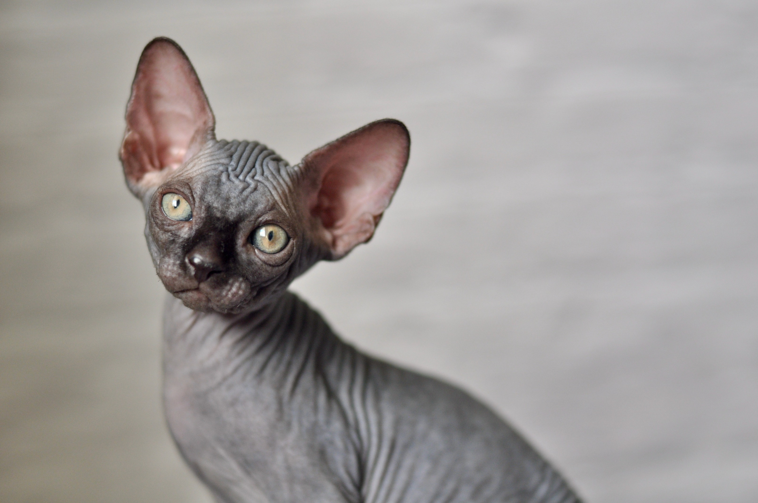 Sphynx kittens UK, Sphynx kittens United Kingdom, Sphynx kittens GB, Sphynx kittens Great Britain, Sphynx kittens London, Sphynx UK, Sphynx United Kingdom, Sphynx GB, Sphynx Great Britain, Sphynx London