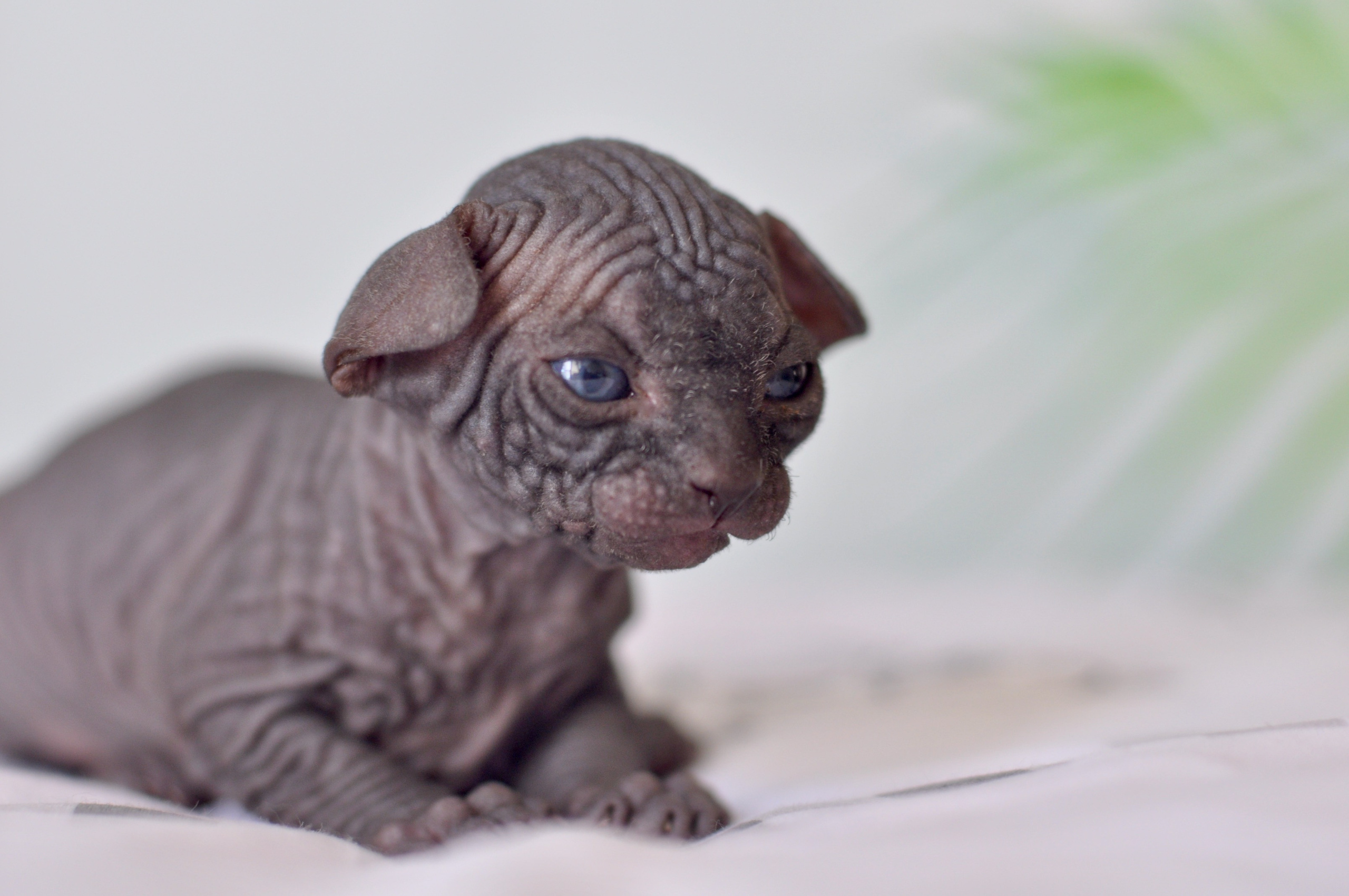 Sphynx kittens UK, Sphynx kittens United Kingdom, Sphynx kittens GB, Sphynx kittens Great Britain, Sphynx kittens London, Sphynx UK, Sphynx United Kingdom, Sphynx GB, Sphynx Great Britain, Sphynx London