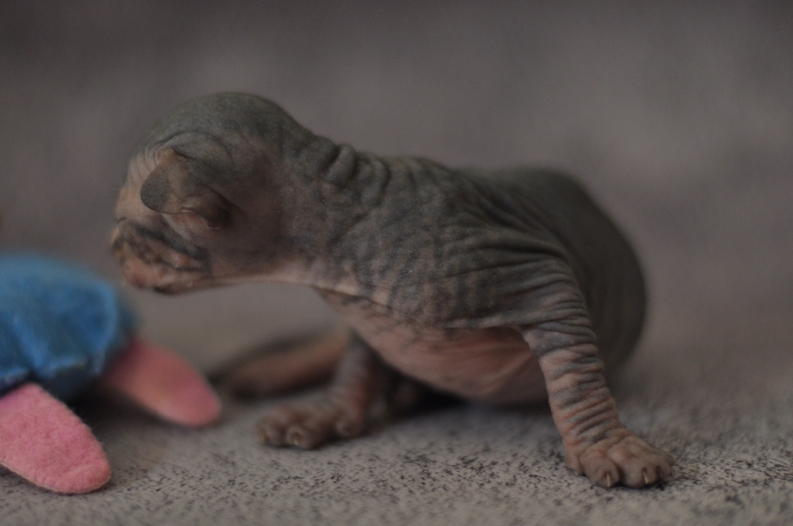 sphynx London, Birmingham, sphynx cat for sale London, sphynx cat for sale Birmingham