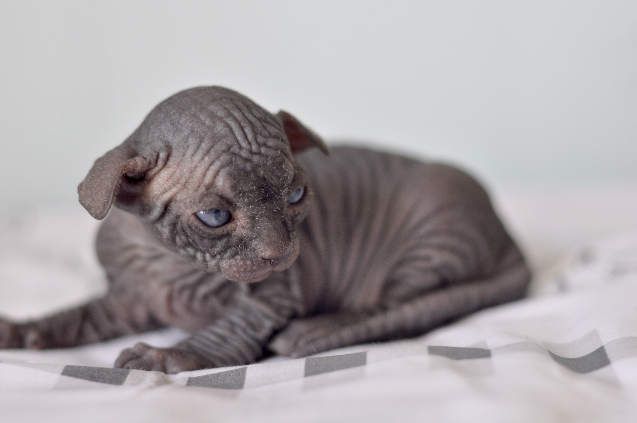 Sphynx kittens UK, Sphynx kittens United Kingdom, Sphynx kittens GB, Sphynx kittens Great Britain, Sphynx kittens London, Sphynx UK, Sphynx United Kingdom, Sphynx GB, Sphynx Great Britain, Sphynx London