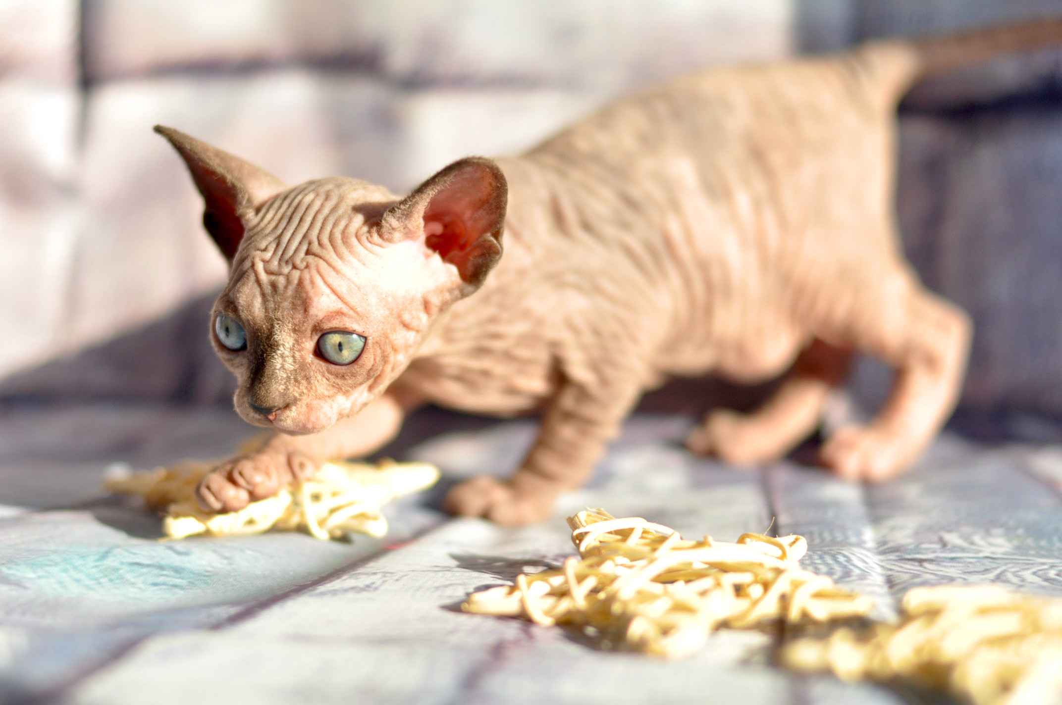 Sphynx kittens UK, Sphynx kittens United Kingdom, Sphynx kittens GB, Sphynx kittens Great Britain, Sphynx kittens London, Sphynx UK, Sphynx United Kingdom, Sphynx GB, Sphynx Great Britain, Sphynx London                                                 Sphynx kittens USA, Sphynx kittens United States, Sphynx kittens US, Sphynx kittens New York, Sphynx kittens Boston, Sphynx United States, Sphynx US, Sphynx USA, Sphynx New York, Sphynx Boston