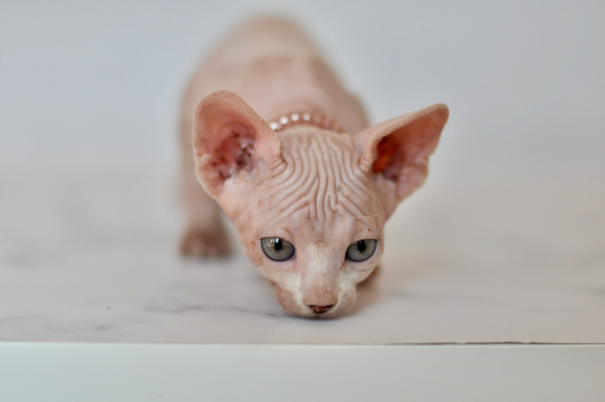 sphynx London, Birmingham, sphynx cat for sale London, sphynx cat for sale Birmingham