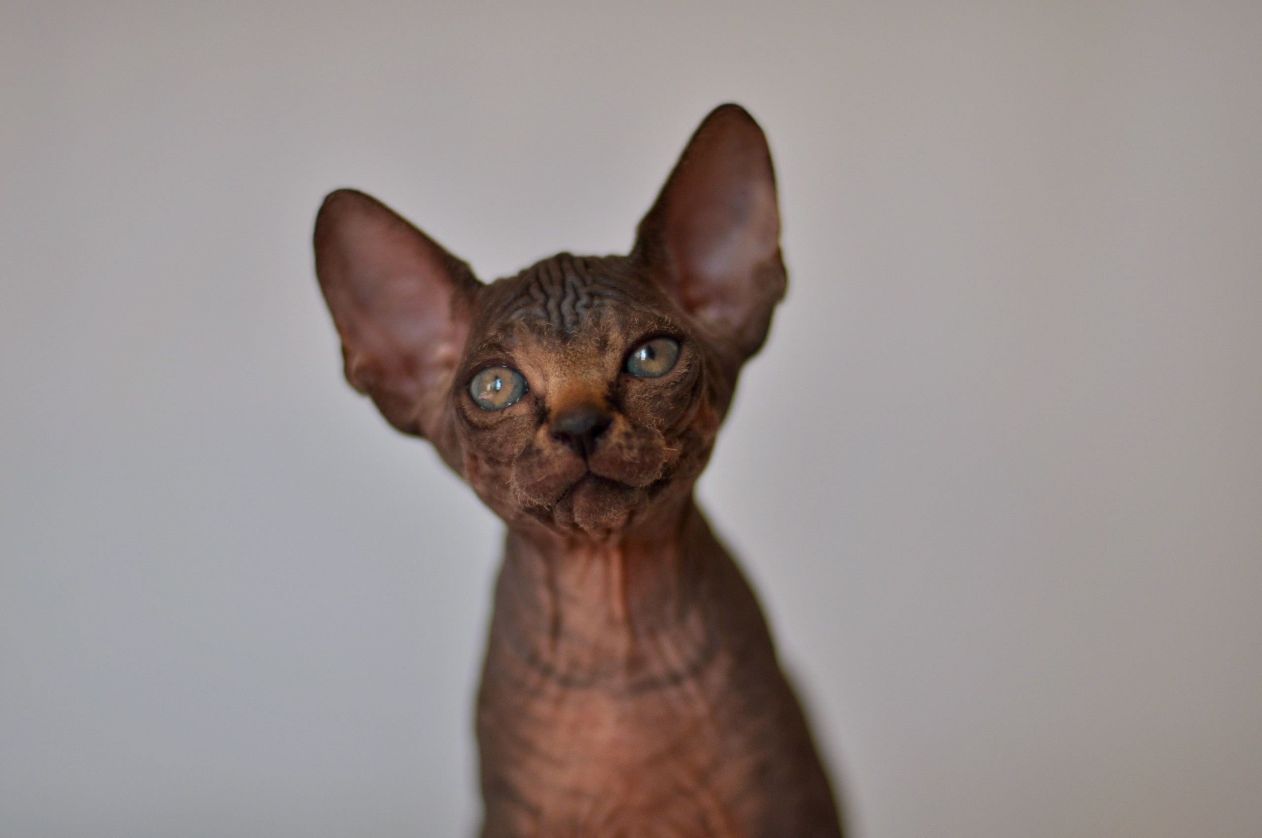 sphynx kittens Boston, sphynx kittens New York, sphynx kittens for sale Boston, sphynx kittens for sale New York