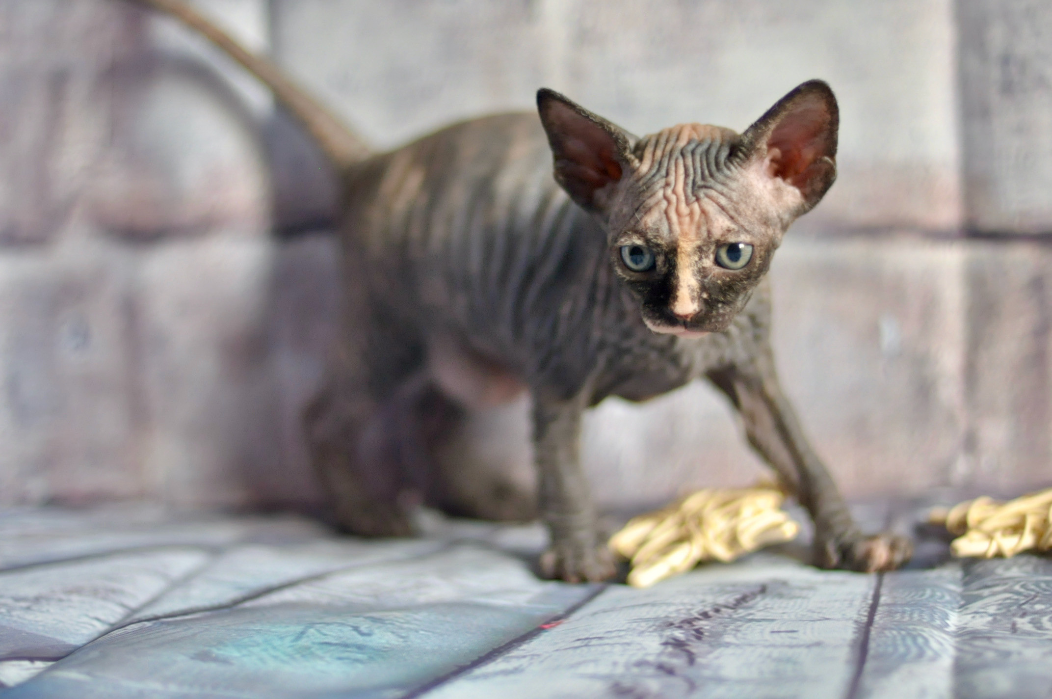 Sphynx kittens UK, Sphynx kittens United Kingdom, Sphynx kittens GB, Sphynx kittens Great Britain, Sphynx kittens London, Sphynx UK, Sphynx United Kingdom, Sphynx GB, Sphynx Great Britain, Sphynx London                                                 Sphynx kittens USA, Sphynx kittens United States, Sphynx kittens US, Sphynx kittens New York, Sphynx kittens Boston, Sphynx United States, Sphynx US, Sphynx USA, Sphynx New York, Sphynx Boston