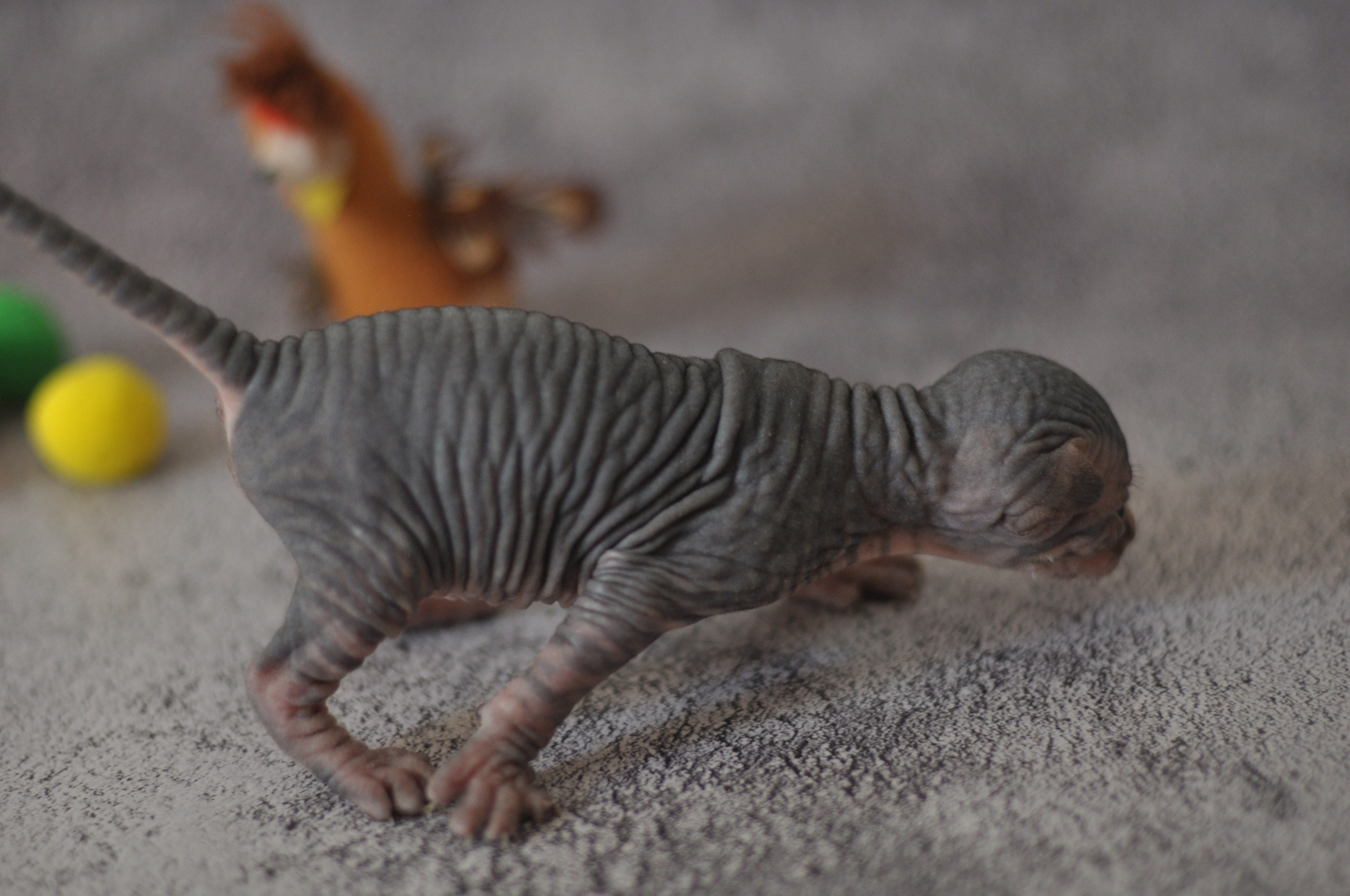 sphynx kittens Boston, sphynx kittens New York, sphynx kittens for sale Boston, sphynx kittens for sale New York