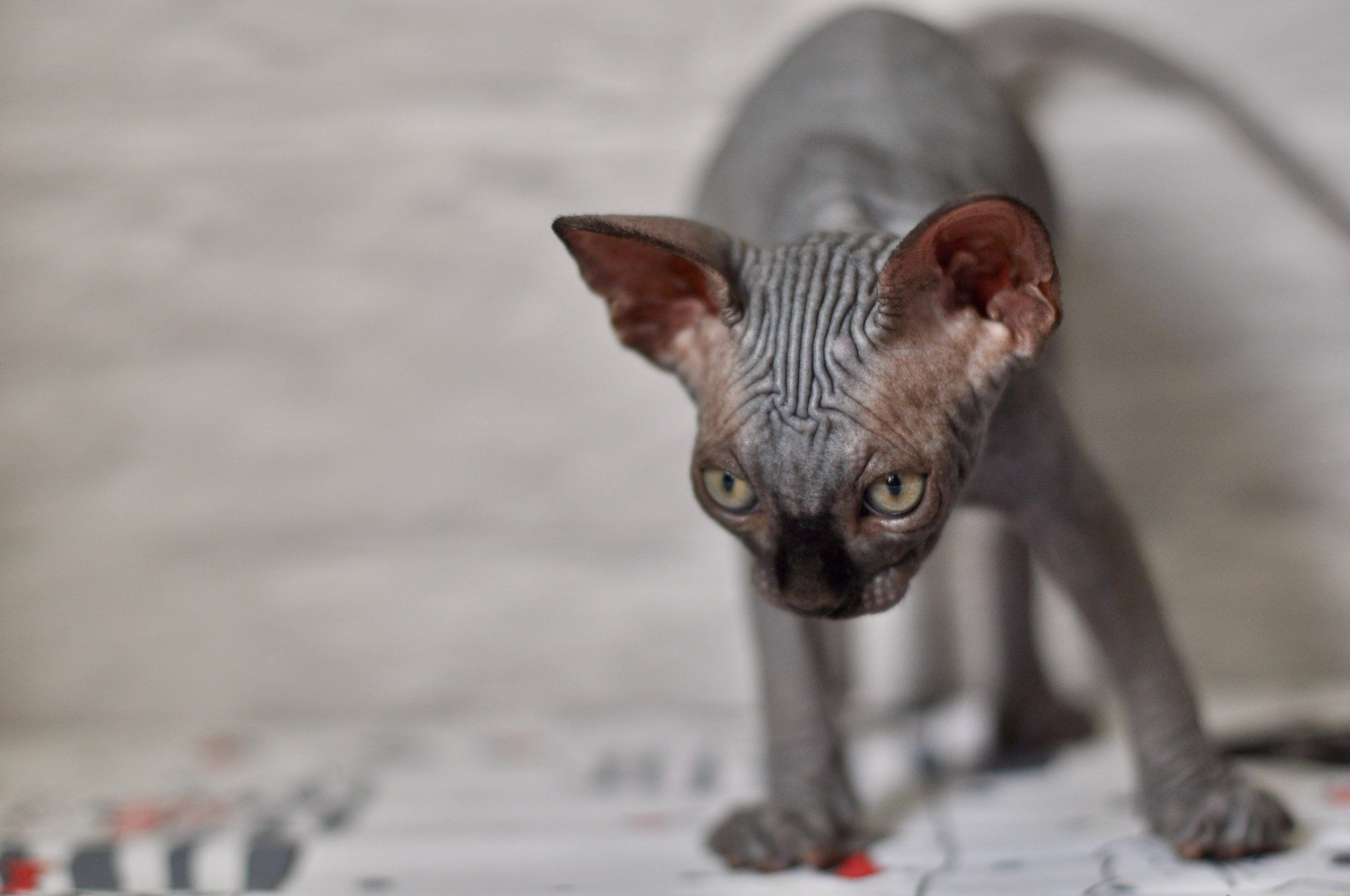 Sphynx kittens UK, Sphynx kittens United Kingdom, Sphynx kittens GB, Sphynx kittens Great Britain, Sphynx kittens London, Sphynx UK, Sphynx United Kingdom, Sphynx GB, Sphynx Great Britain, Sphynx London