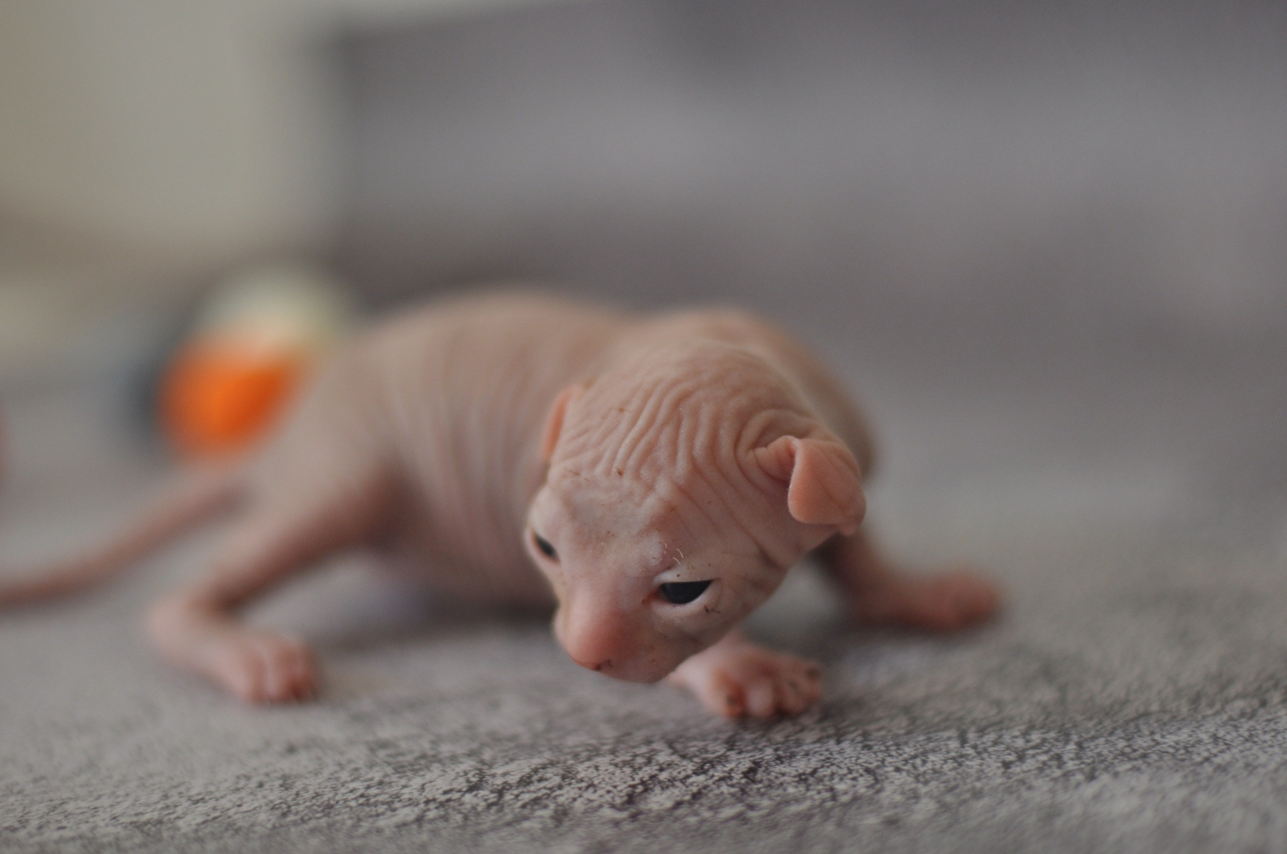 Sphynx kittens UK, Sphynx kittens United Kingdom, Sphynx kittens GB, Sphynx kittens Great Britain, Sphynx kittens London, Sphynx UK, Sphynx United Kingdom, Sphynx GB, Sphynx Great Britain, Sphynx London