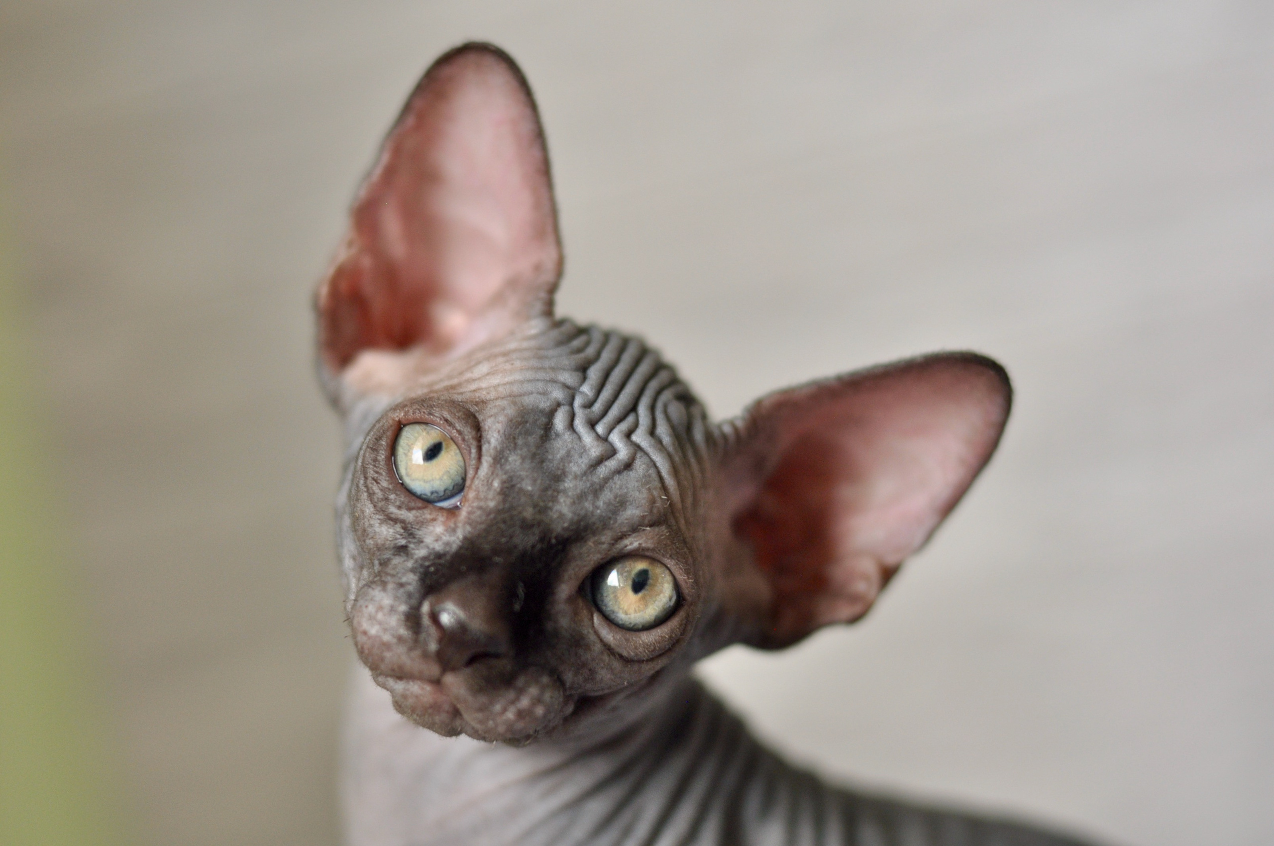 Sphynx kittens UK, Sphynx kittens United Kingdom, Sphynx kittens GB, Sphynx kittens Great Britain, Sphynx kittens London, Sphynx UK, Sphynx United Kingdom, Sphynx GB, Sphynx Great Britain, Sphynx London