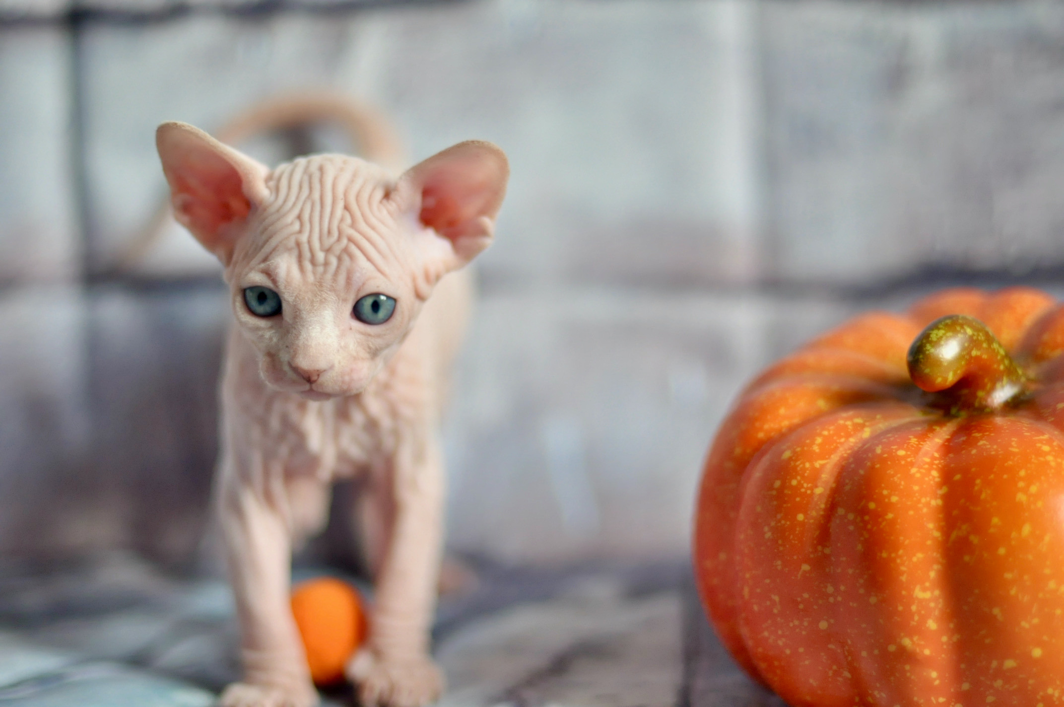 Sphynx kittens UK, Sphynx kittens United Kingdom, Sphynx kittens GB, Sphynx kittens Great Britain, Sphynx kittens London, Sphynx UK, Sphynx United Kingdom, Sphynx GB, Sphynx Great Britain, Sphynx London