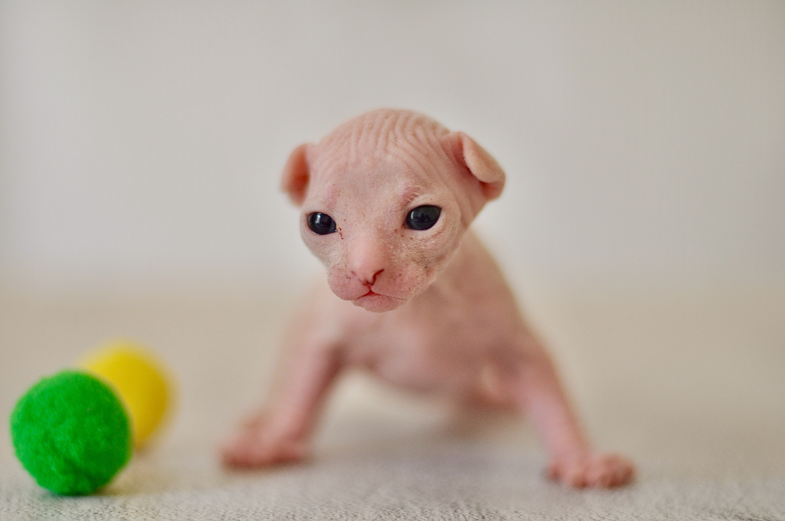 Sphynx kittens UK, Sphynx kittens United Kingdom, Sphynx kittens GB, Sphynx kittens Great Britain, Sphynx kittens London, Sphynx UK, Sphynx United Kingdom, Sphynx GB, Sphynx Great Britain, Sphynx London