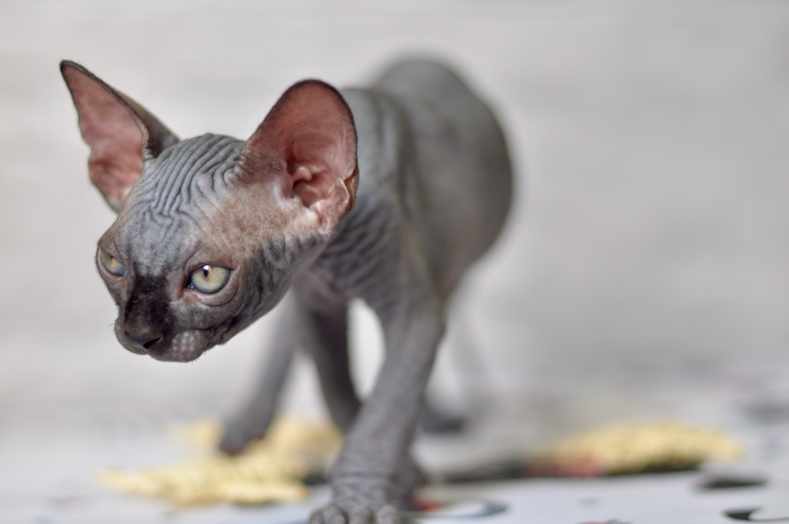 Sphynx kittens UK, Sphynx kittens United Kingdom, Sphynx kittens GB, Sphynx kittens Great Britain, Sphynx kittens London, Sphynx UK, Sphynx United Kingdom, Sphynx GB, Sphynx Great Britain, Sphynx London